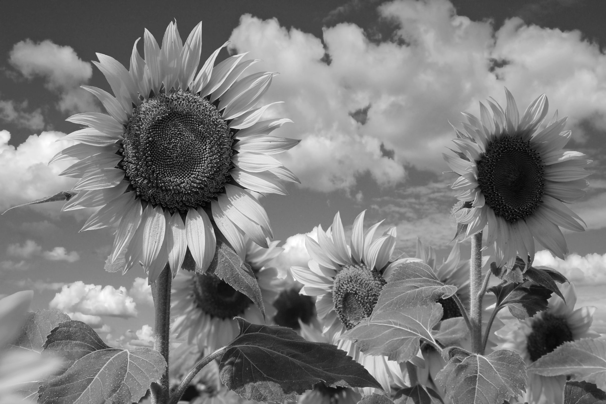 Fototapete »Sonnenblume Schwarz & Weiss«