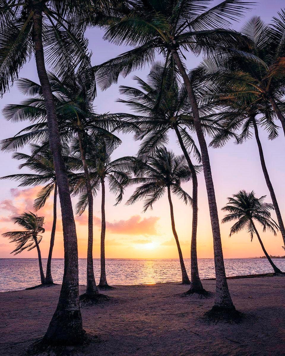 Image of Komar Vliestapete "Digitaldruck Vlies - Palmtrees on Beach - Grösse 200 x 250 cm" bedruckt glatt Wohnzimmer, Schlafzimmer