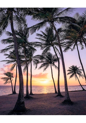 Komar Vliestapete »Palmtrees on Beach«, naturalistisch kaufen