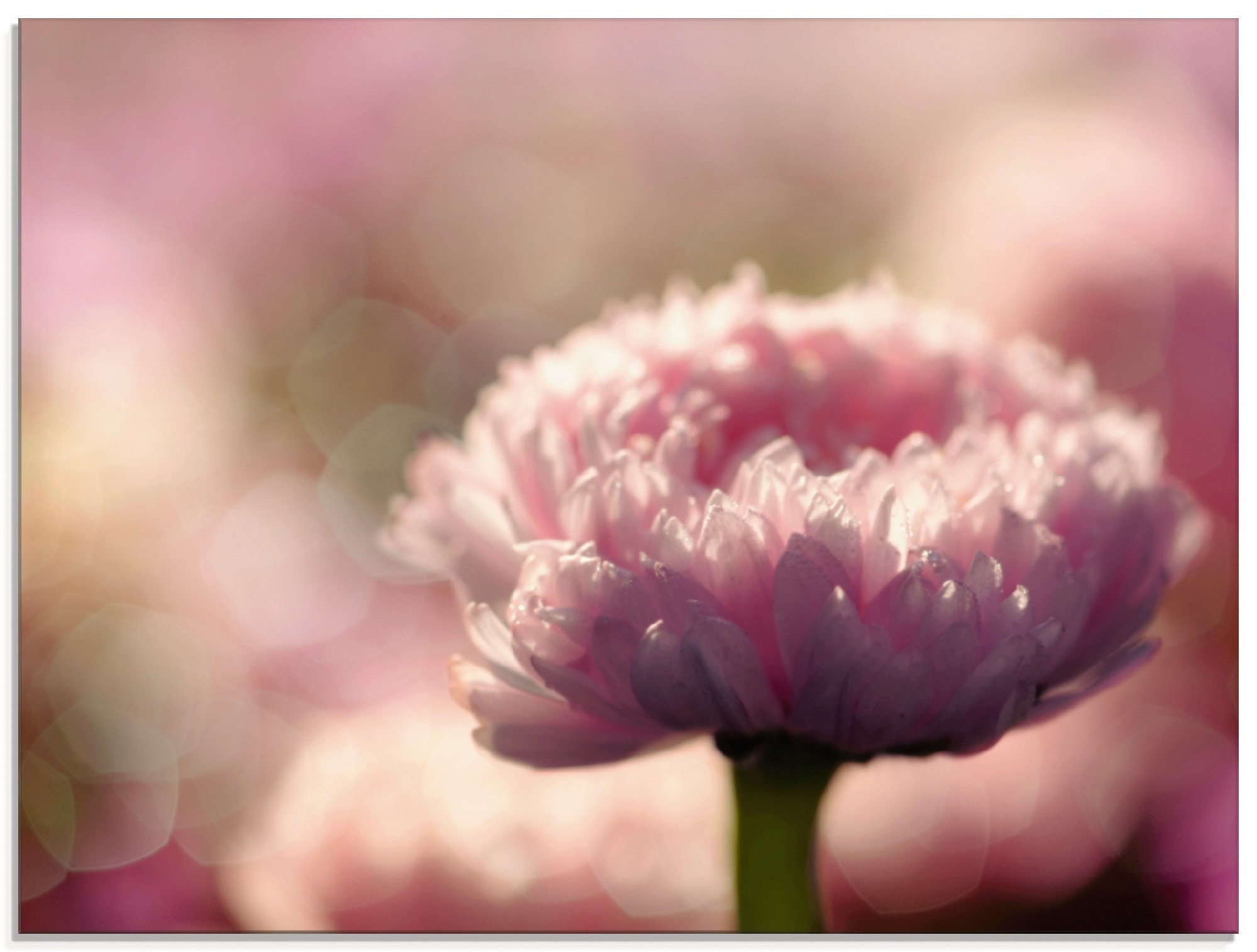 Image of Artland Glasbild »Gänseblümchen in LOVE«, Blumen, (1 St.) bei Ackermann Versand Schweiz