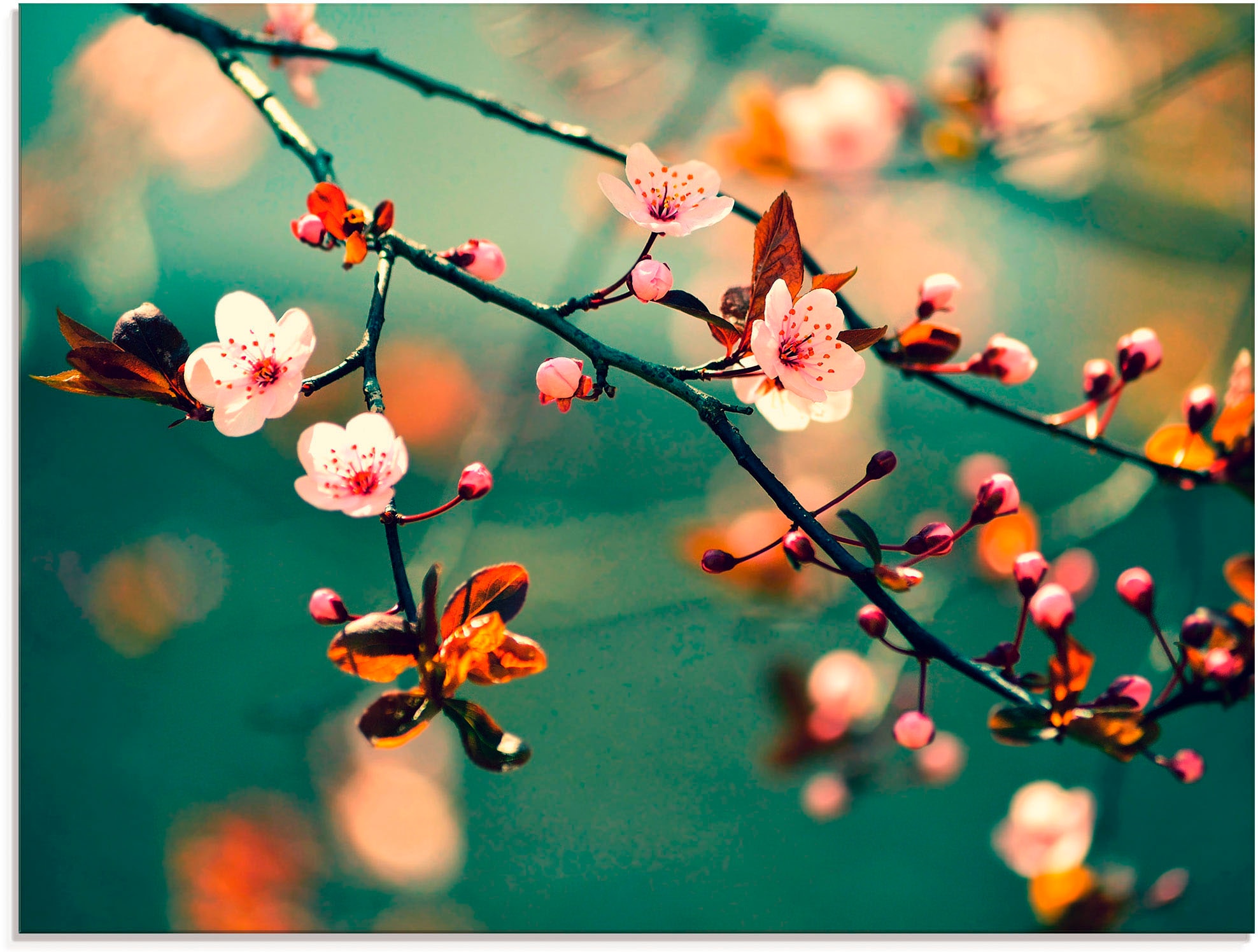 Image of Artland Glasbild "Japanische Kirsch Sakura Blumen" Blumen 1 Stk. tlg. in verschiedenen Grössen