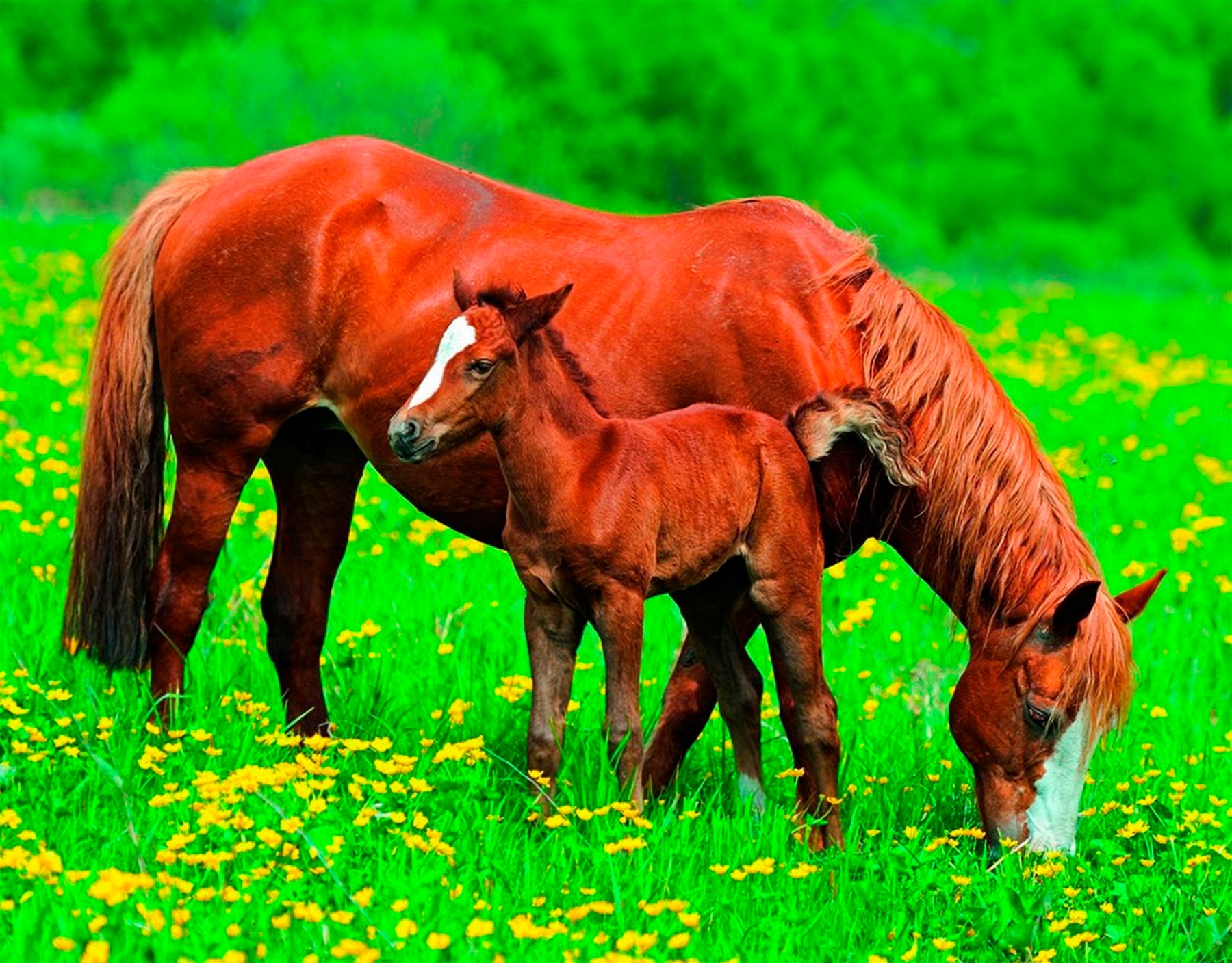 Image of Papermoon Fototapete "Horses" glatt