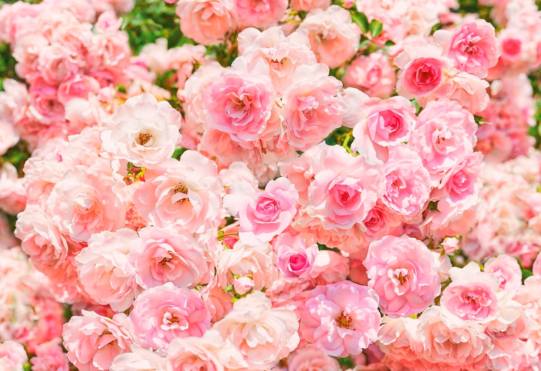 Image of Komar Fototapete »Ros«, bedruckt-Wald-geblümt, ausgezeichnet lichtbeständig bei Ackermann Versand Schweiz