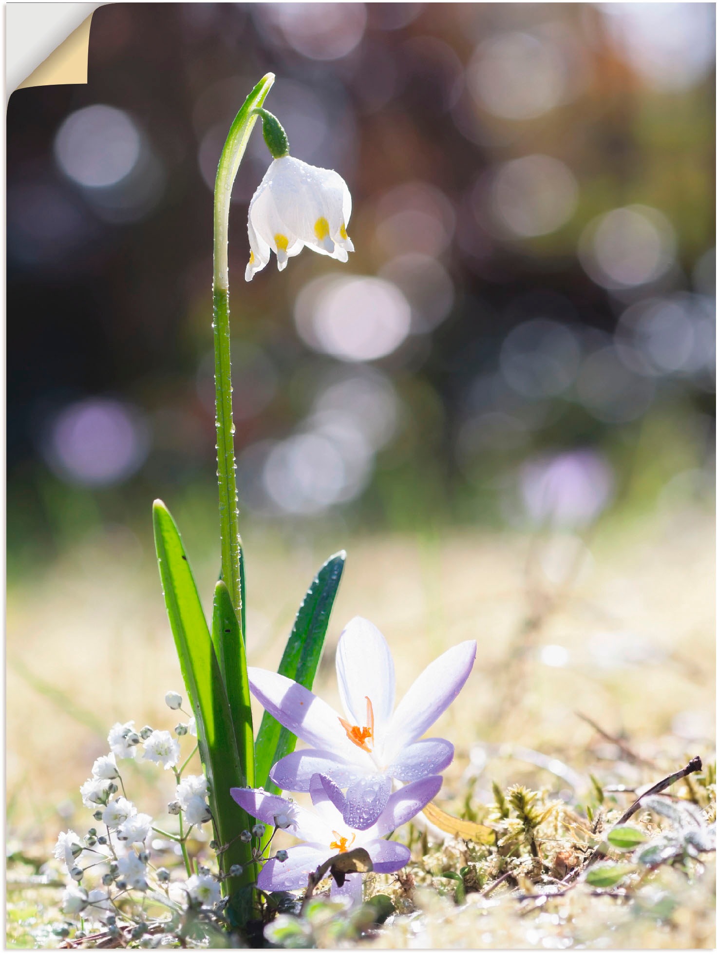 Image of Artland Wandbild »Märzenbecher und Hofstaat«, Blumen, (1 St.), in vielen Grössen & Produktarten -Leinwandbild, Poster, Wandaufkleber / Wandtattoo auch für Badezimmer geeignet bei Ackermann Versand Schweiz