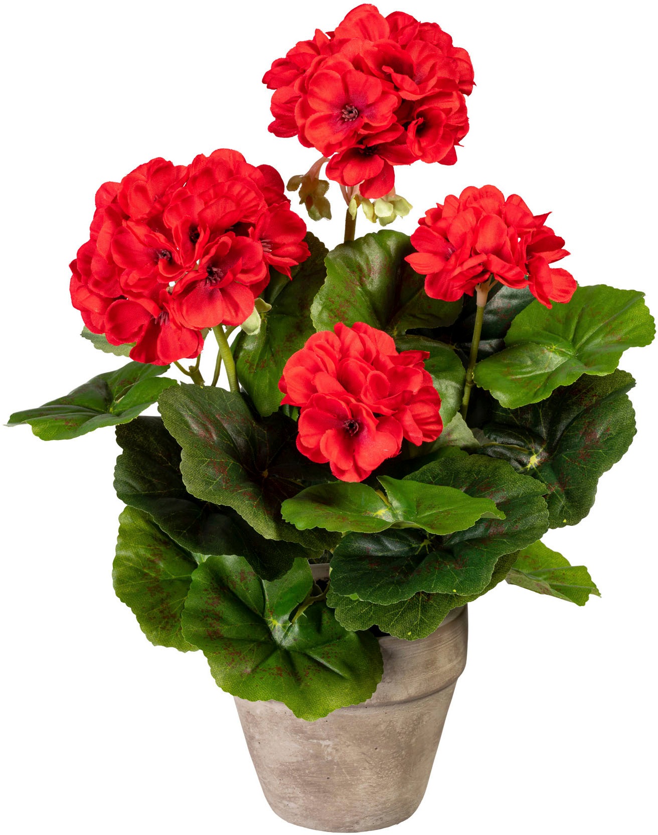 Image of Creativ green Kunstpflanze »Geranienbusch«, (1 St.), im Zementtopf bei Ackermann Versand Schweiz