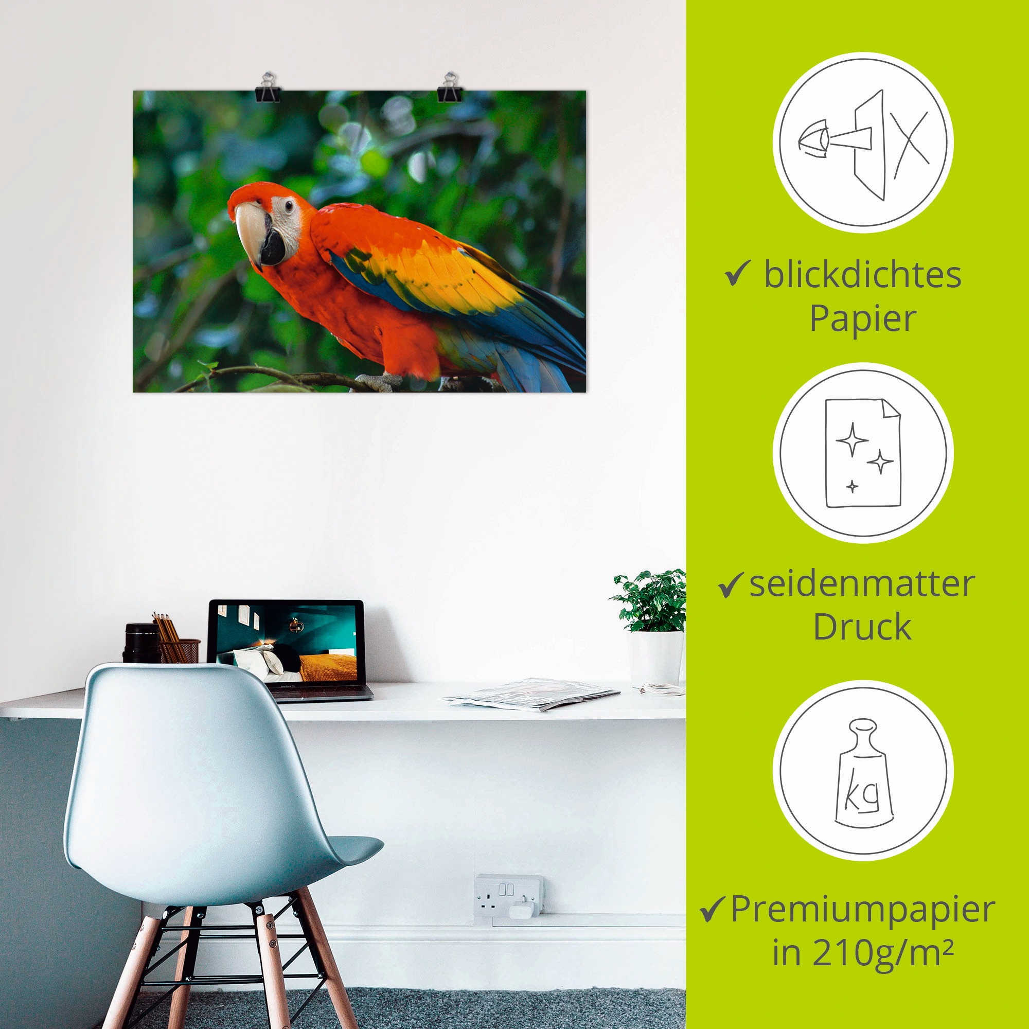 Artland Poster »Roter Ara«, Vögel, (1 St.), als Alubild, Leinwandbild, Wandaufkleber oder Poster in versch. Grössen