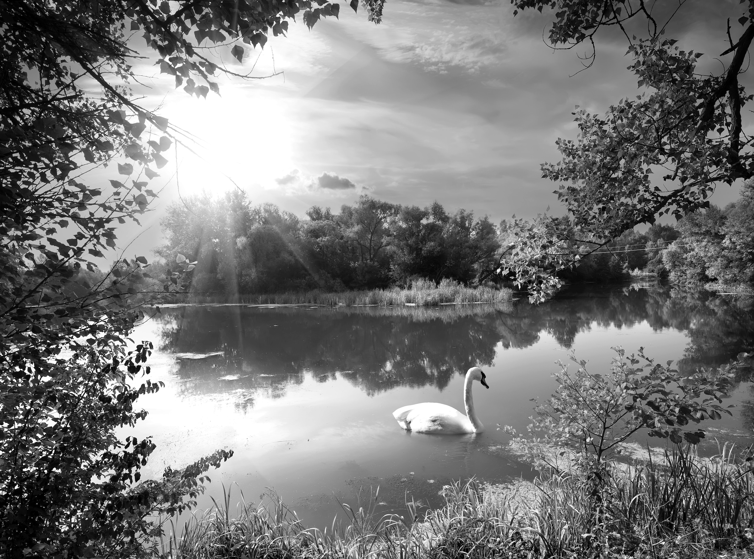 Image of Papermoon Fototapete "Landschaft mit Schwan Schwarz & Weiss"