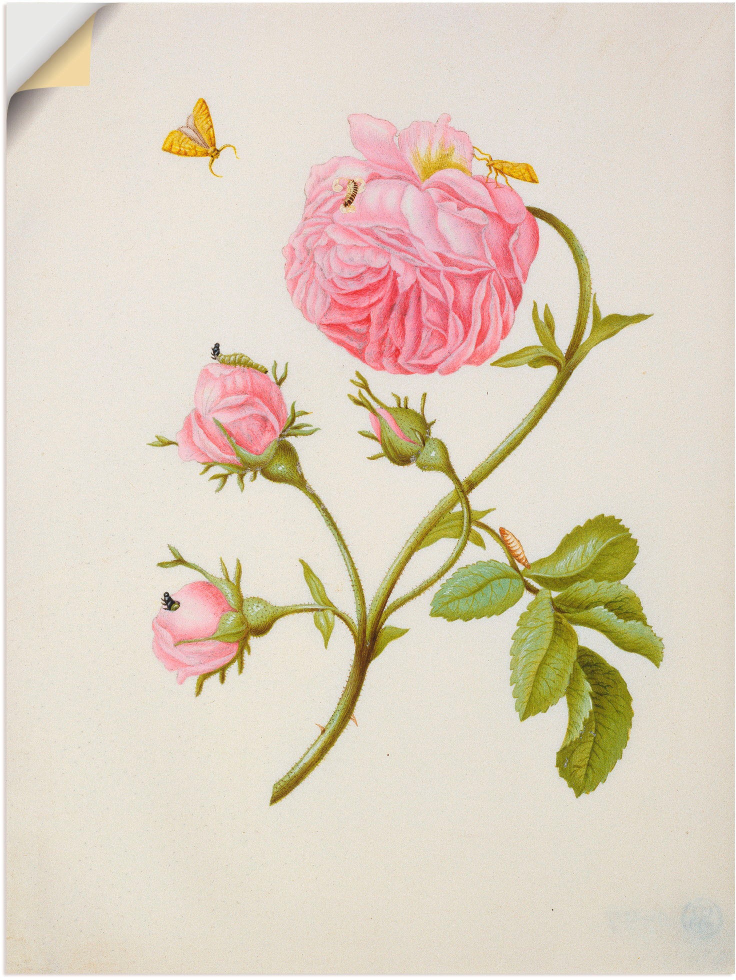 Image of Artland Wandbild »Buschröschen Miniermotte, Larve, Puppe«, Blumen, (1 St.), in vielen Grössen & Produktarten -Leinwandbild, Poster, Wandaufkleber / Wandtattoo auch für Badezimmer geeignet bei Ackermann Versand Schweiz