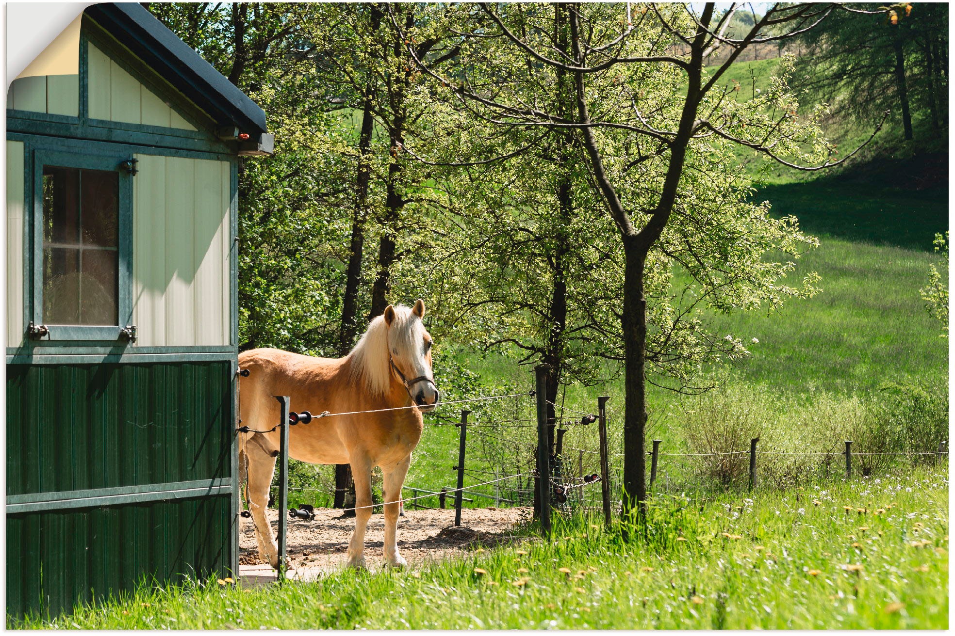 Image of Artland Wandbild »Haflinger im Frühling«, Haustiere, (1 St.), in vielen Grössen & Produktarten - Alubild / Outdoorbild für den Aussenbereich, Leinwandbild, Poster, Wandaufkleber / Wandtattoo auch für Badezimmer geeignet bei Ackermann Versand Schweiz