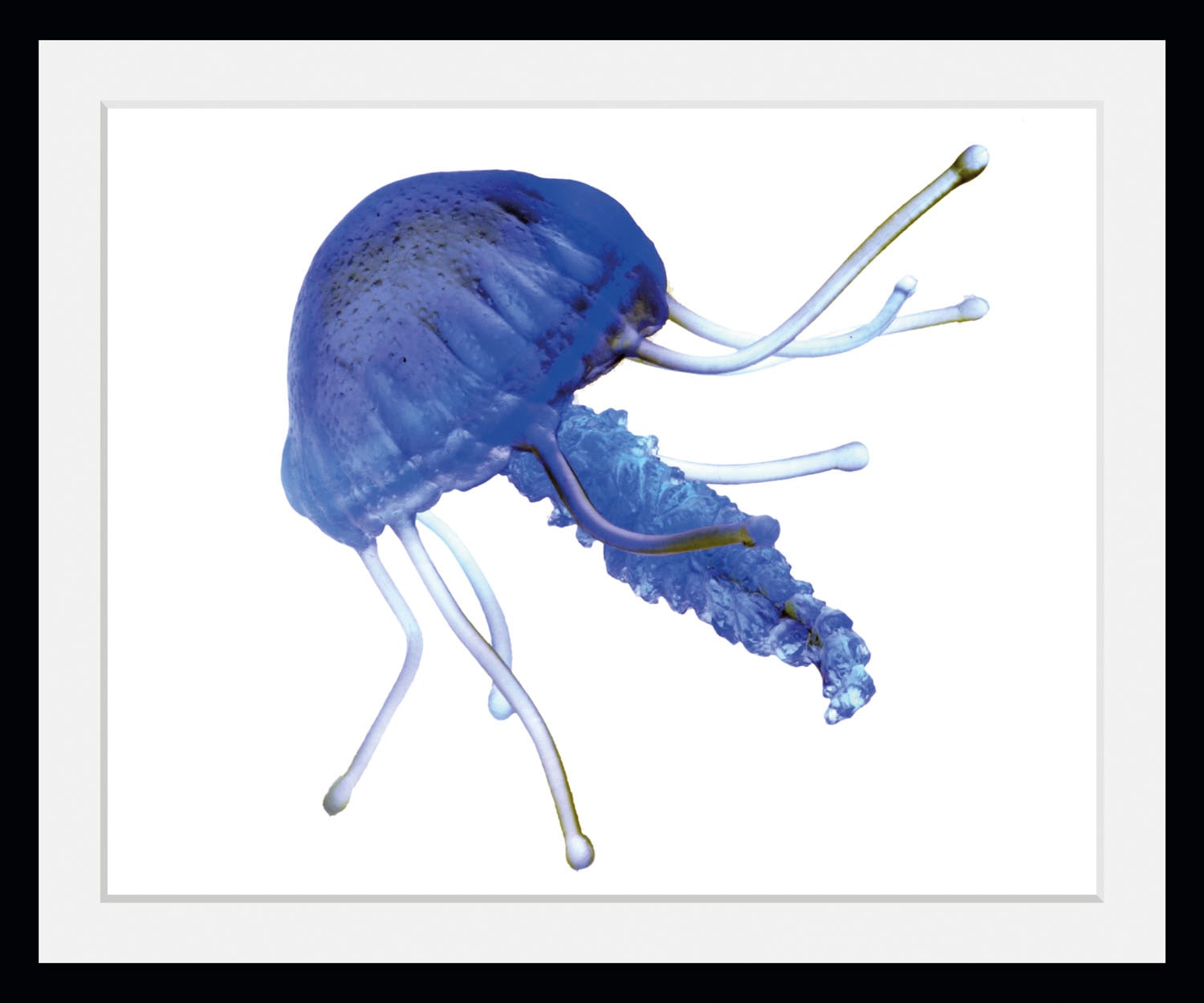 queence Bild »Lars«, Meer-Wassertiere-Kunst, (1 St.), HD Premium Poster-Druck inkl. Holzrahmen