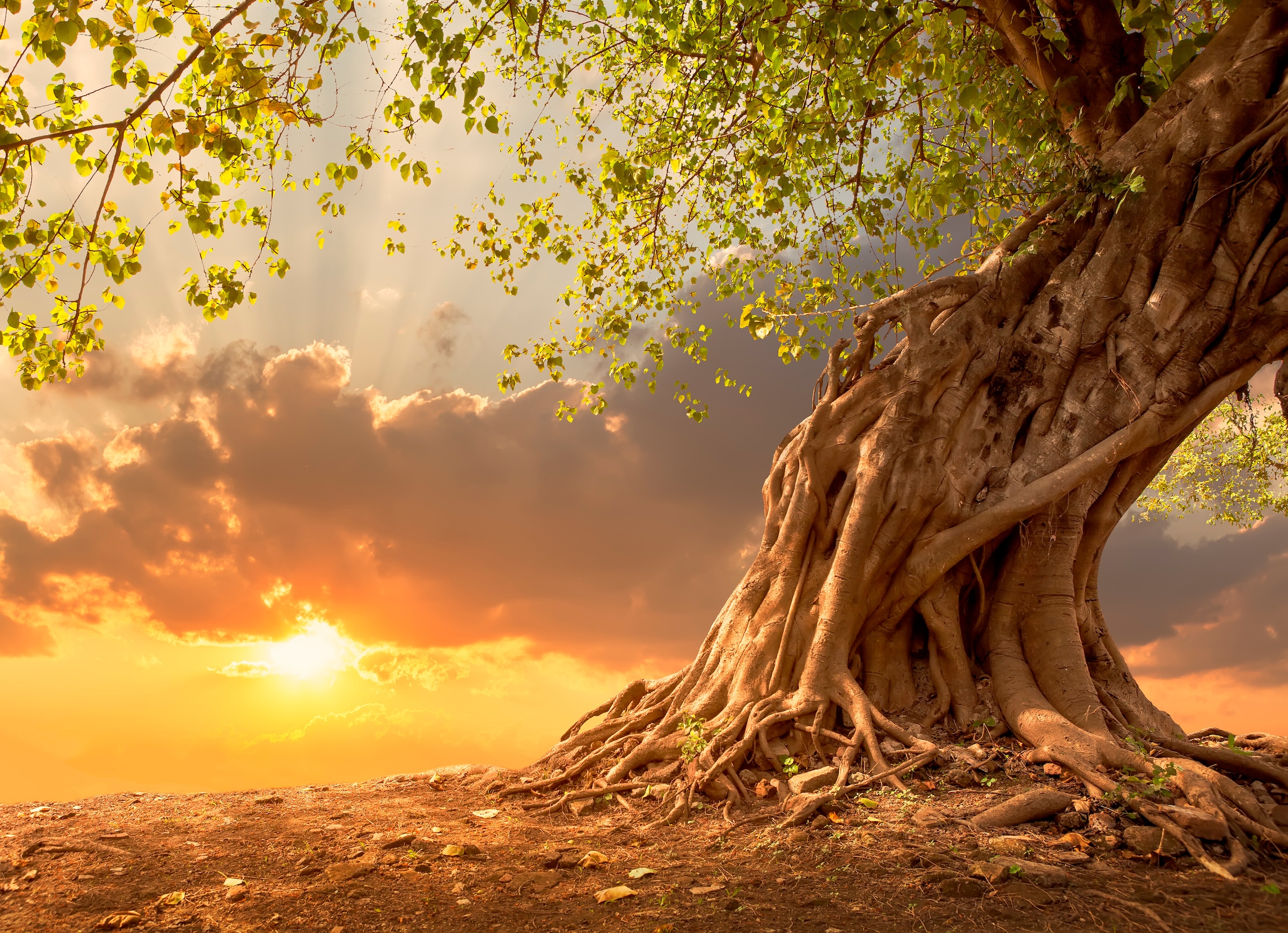 Image of Papermoon Fototapete "Old Tree in Sunset" glatt