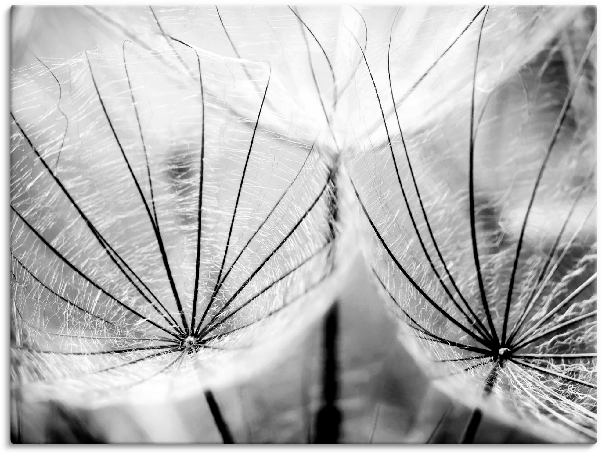 Image of Artland Wandbild "Pusteblume in schwarzweiss" Blumen 1 Stk. tlg. als Leinwandbild, Poster in verschied. Grössen