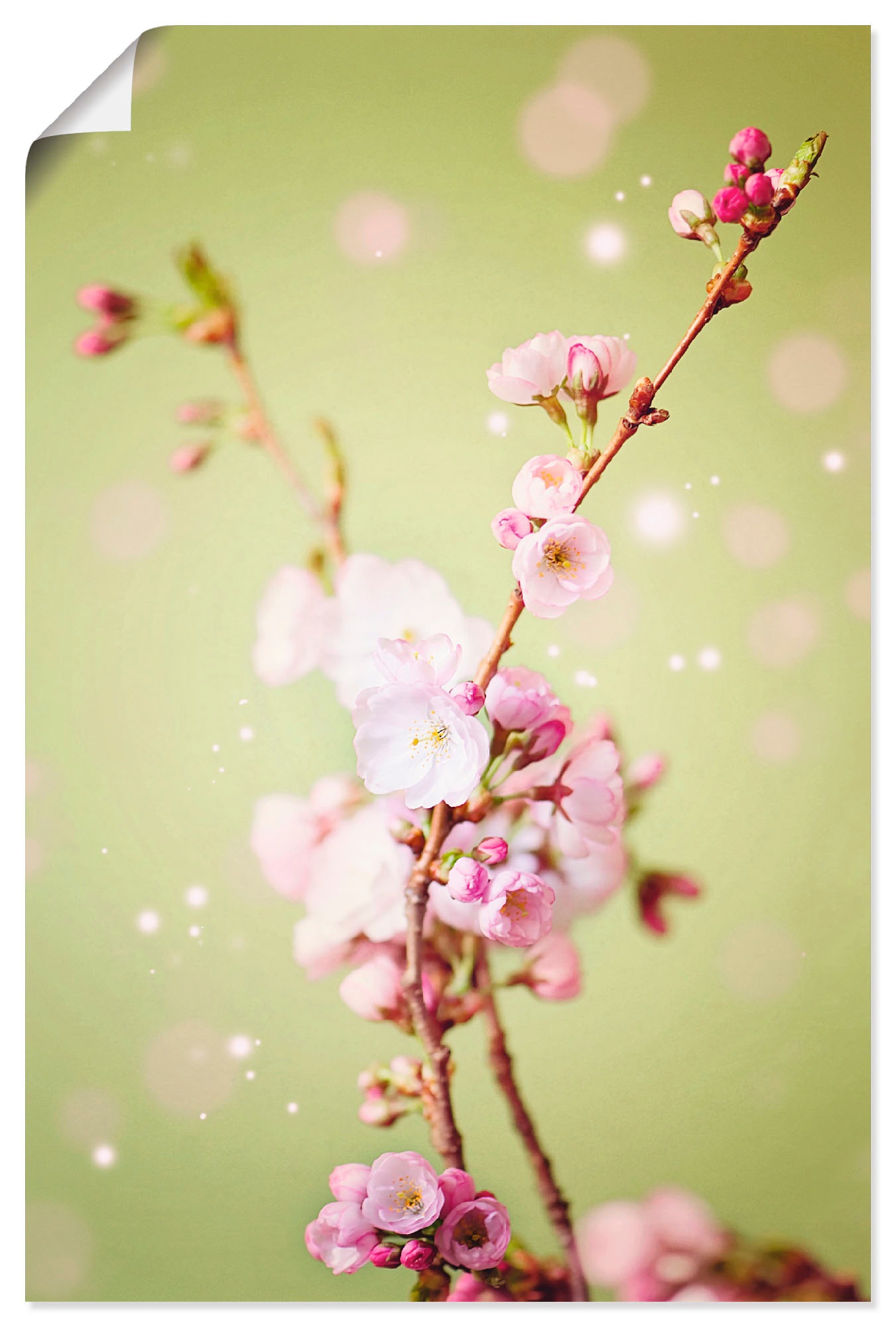 Image of Artland Wandbild »Kirschblütenzweig«, Blumen, (1 St.), in vielen Grössen & Produktarten - Alubild / Outdoorbild für den Aussenbereich, Leinwandbild, Poster, Wandaufkleber / Wandtattoo auch für Badezimmer geeignet bei Ackermann Versand Schweiz