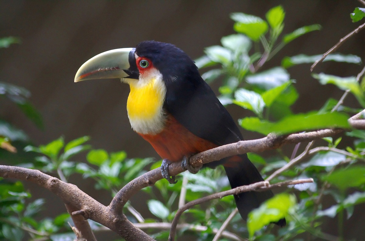 Image of Papermoon Fototapete »Kakadu«, Vliestapete, hochwertiger Digitaldruck, inklusive Kleister bei Ackermann Versand Schweiz