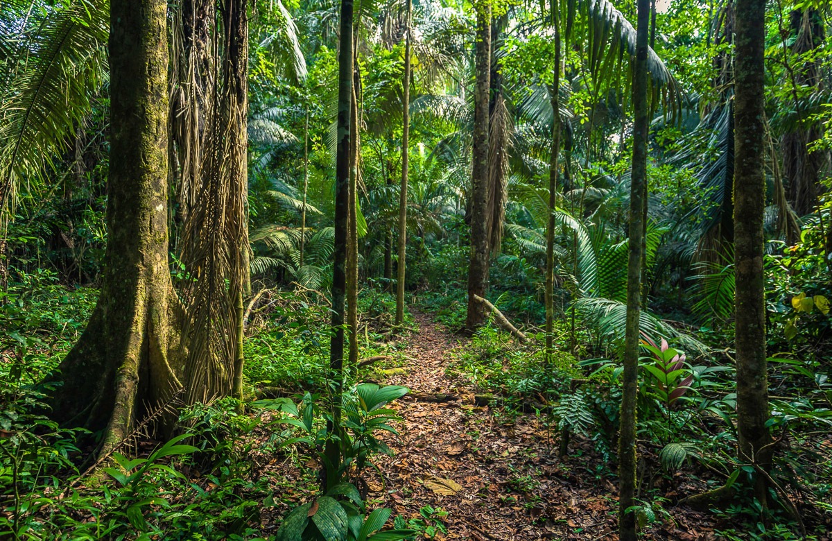 Papermoon Fototapete "REGEN-WALD-AMAZONAS PERU MANO PARK WEG BÄUME SYDAMERIKA"