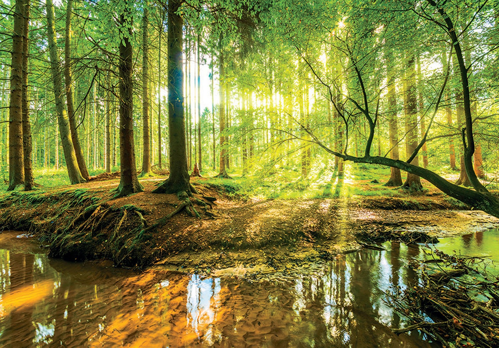 Image of Consalnet Vliestapete »SONNIGER WALD«, grafisch, natur, fototapete für Wohnzimmer oder Schlafzimmer bei Ackermann Versand Schweiz