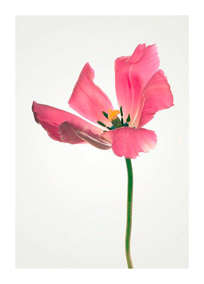 Image of Komar Bild "Tulip" Blumen 1 Stk. tlg. Wandbild zur Dekoration - ohne Rahmen