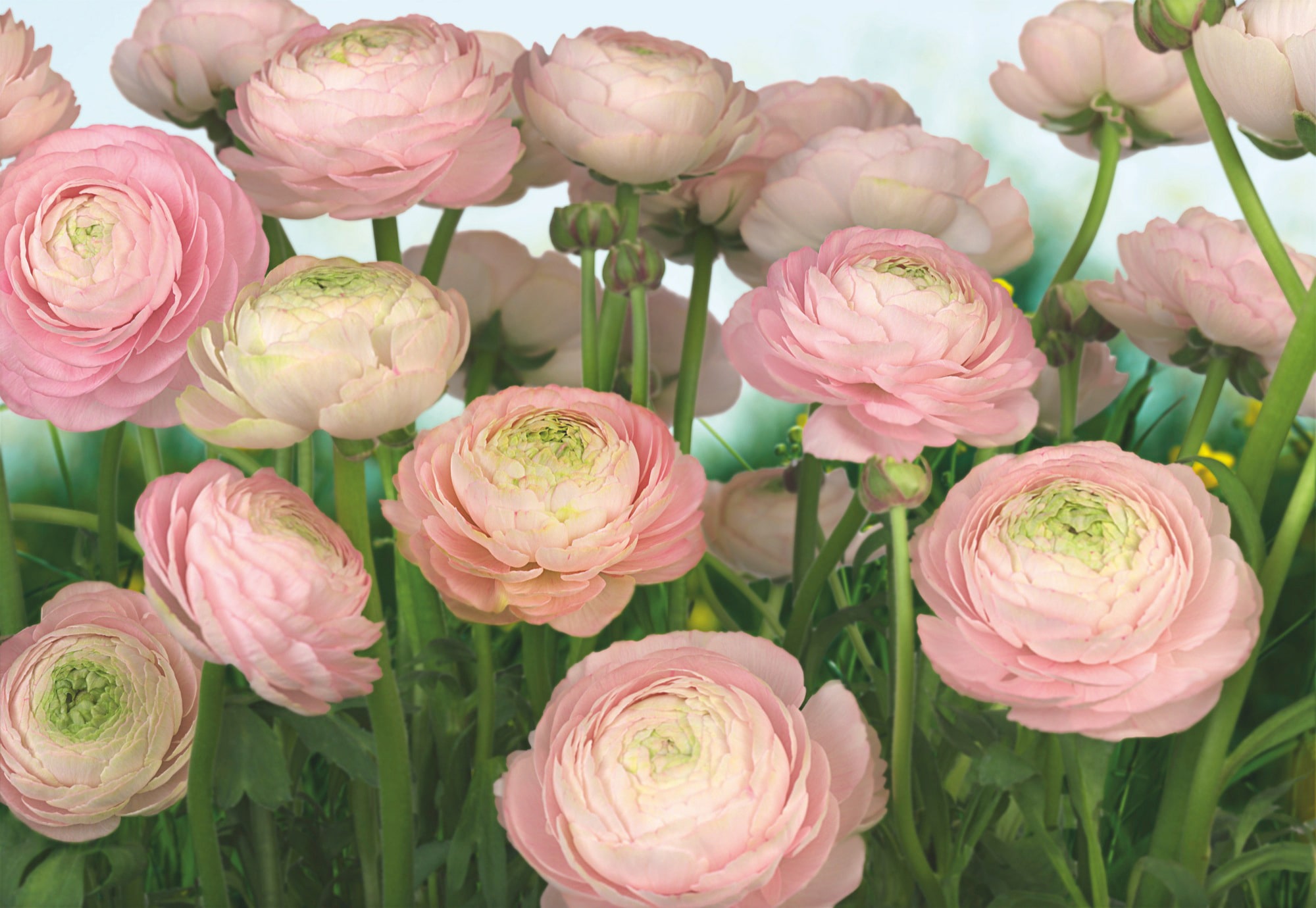 Image of Komar Fototapete "Gentle Rosé - Grösse 368 x 254 cm" bedruckt glatt Wohnzimmer, Schlafzimmer
