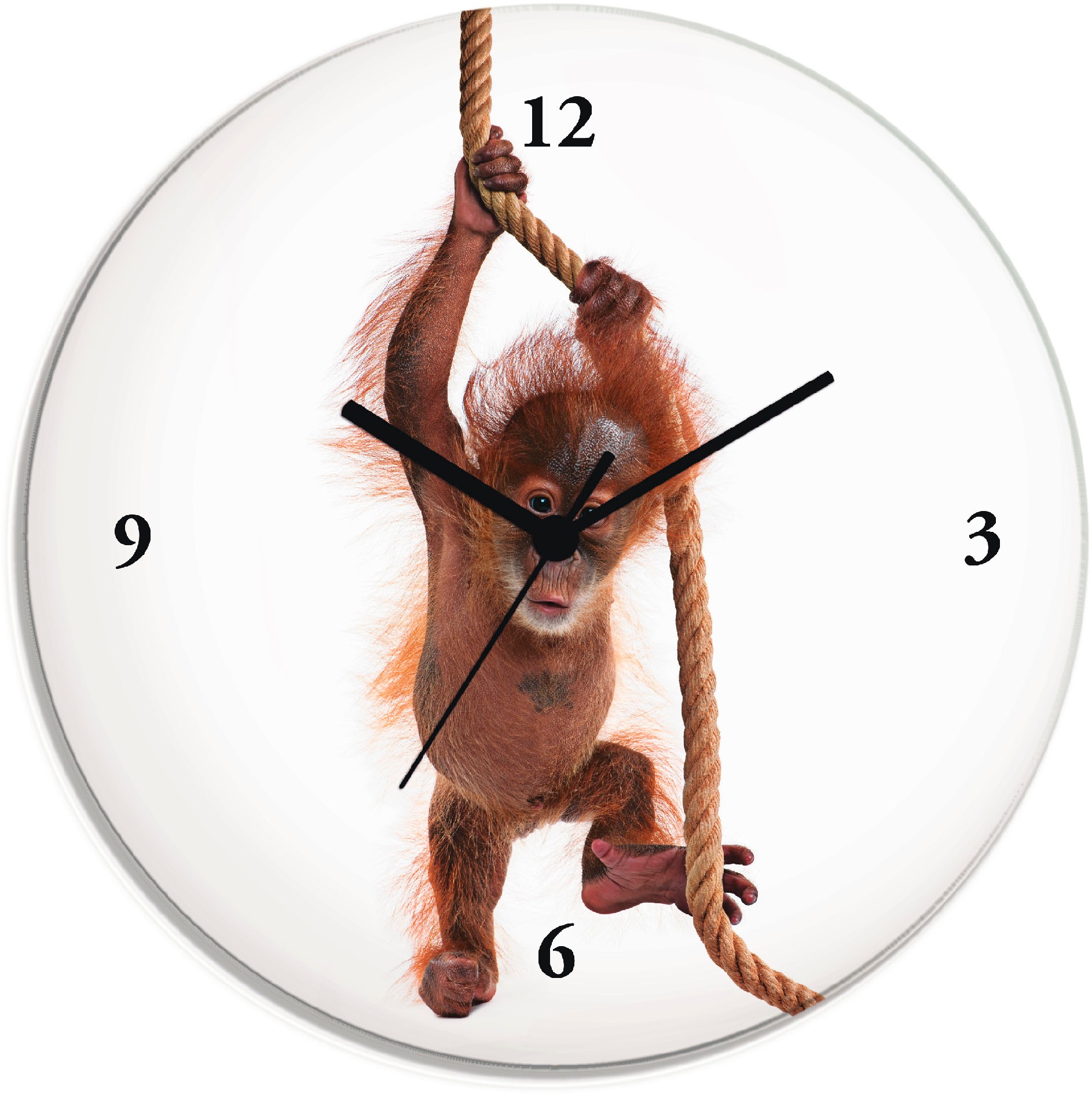 Image of Artland Wanduhr »Baby Sumatra Orang Utan hängt am Seil«, lautlos, ohne Tickgeräusche, nicht tickend, geräuschlos - wählbar: Funkuhr o. Quarzuhr, moderne Uhr für Wohnzimmer, Küche etc. - Stil: modern bei Ackermann Versand Schweiz