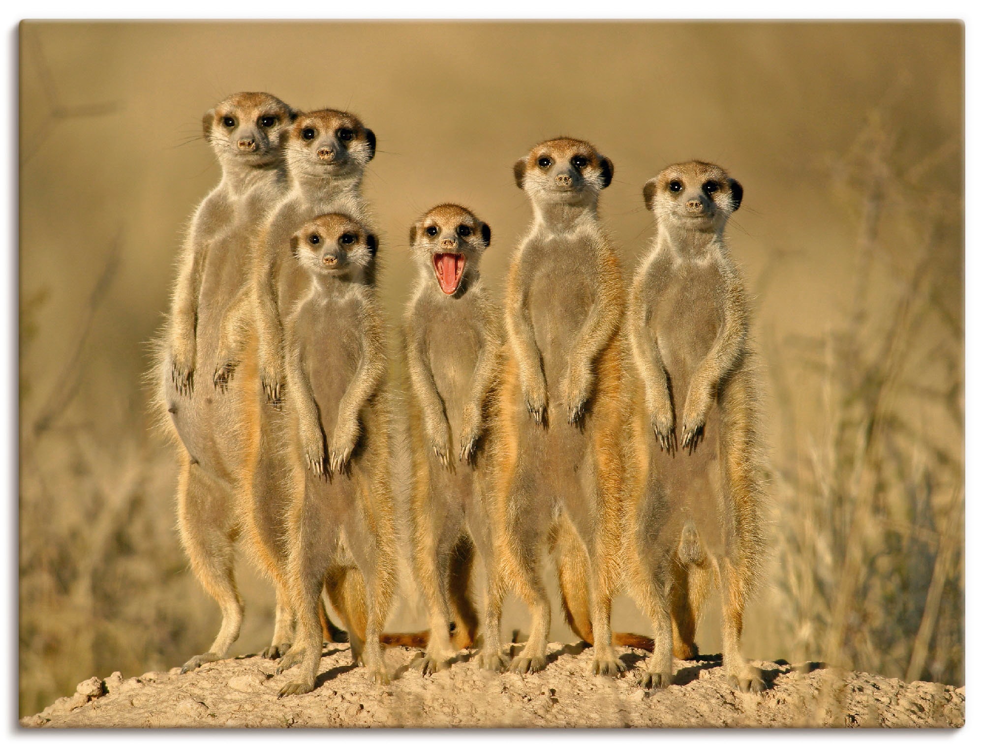 Artland Wandbild bequem kaufen in (1 Familie«, Alubild, oder als versch. Grössen St.), Leinwandbild, Wildtiere, Wandaufkleber »Erdmännchen Poster