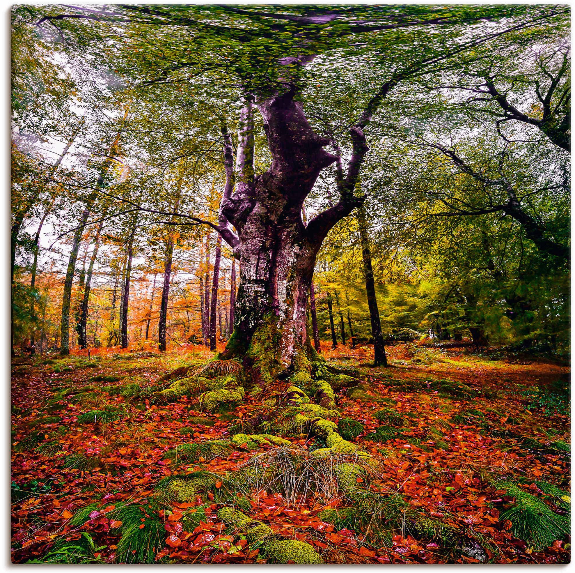 Artland Wandbild »Baum im Wald«, versch. St.), Leinwandbild, (1 Alubild, Wandaufkleber als Grössen Baumbilder, in kaufen Poster bequem oder