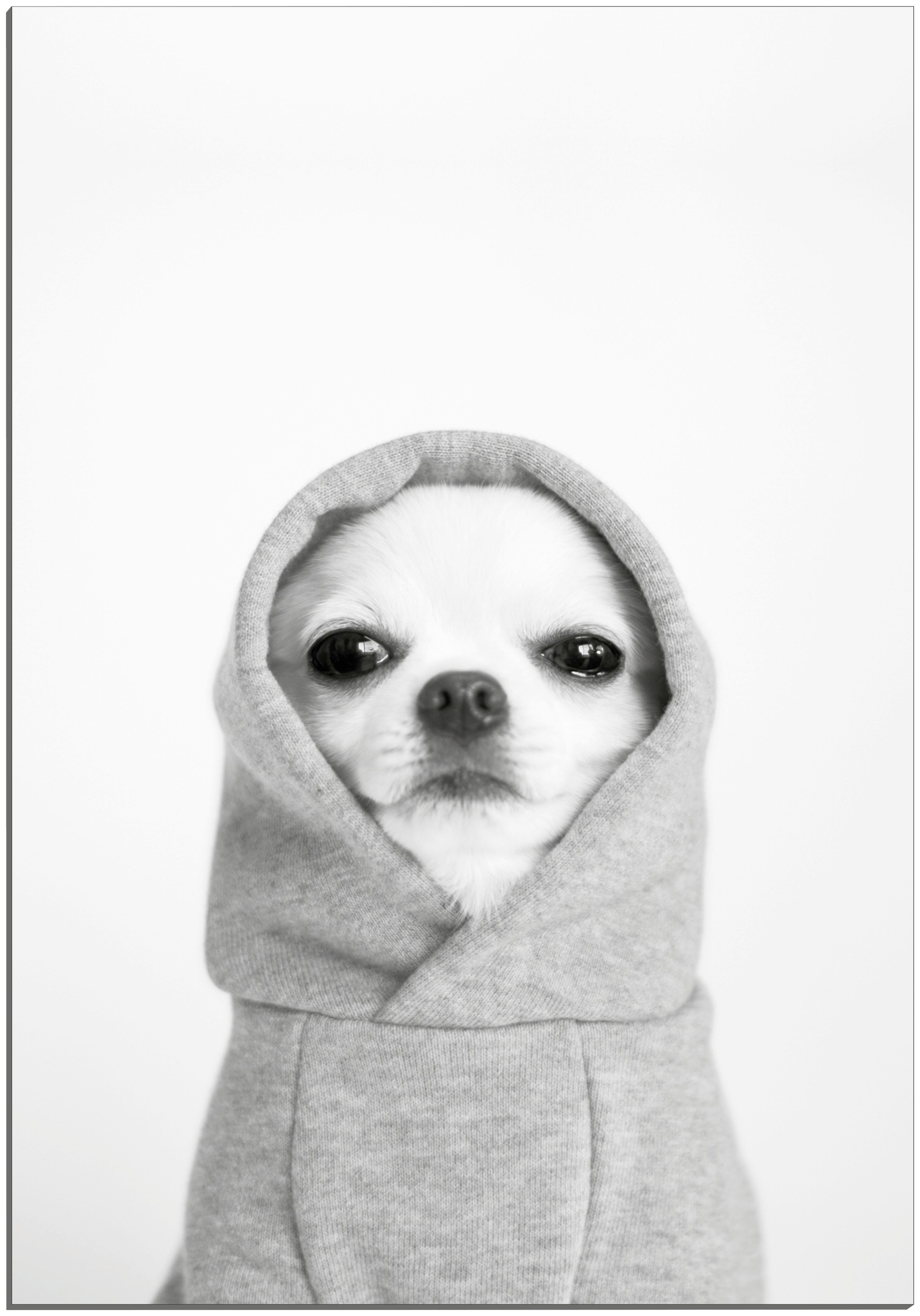 Image of MySpotti Alu-Dibond-Druck »Artfix Pacco«, Hunde, inkl. 3D-Magic Befestigungsset bei Ackermann Versand Schweiz