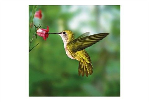 Image of Home affaire Glasbild »Humming bird«, 30/30 cm bei Ackermann Versand Schweiz
