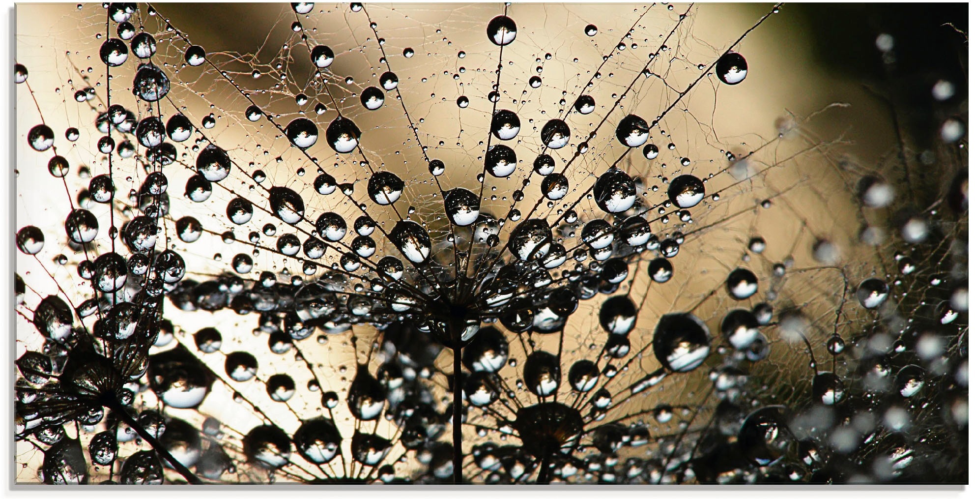 Image of Artland Glasbild »Nasser Löwenzahn«, Blumen, (1 St.) bei Ackermann Versand Schweiz