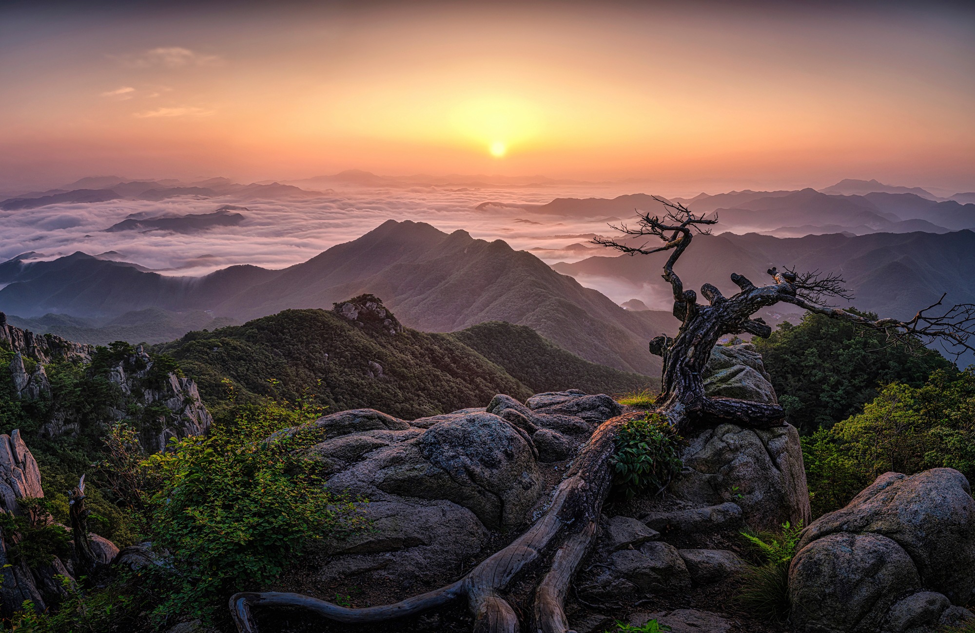 Image of Papermoon Fototapete »Photo-Art TIGER SEO, SONNENAUFGANG AUF DER SPITZE«, Vliestapete, hochwertiger Digitaldruck, inklusive Kleister bei Ackermann Versand Schweiz