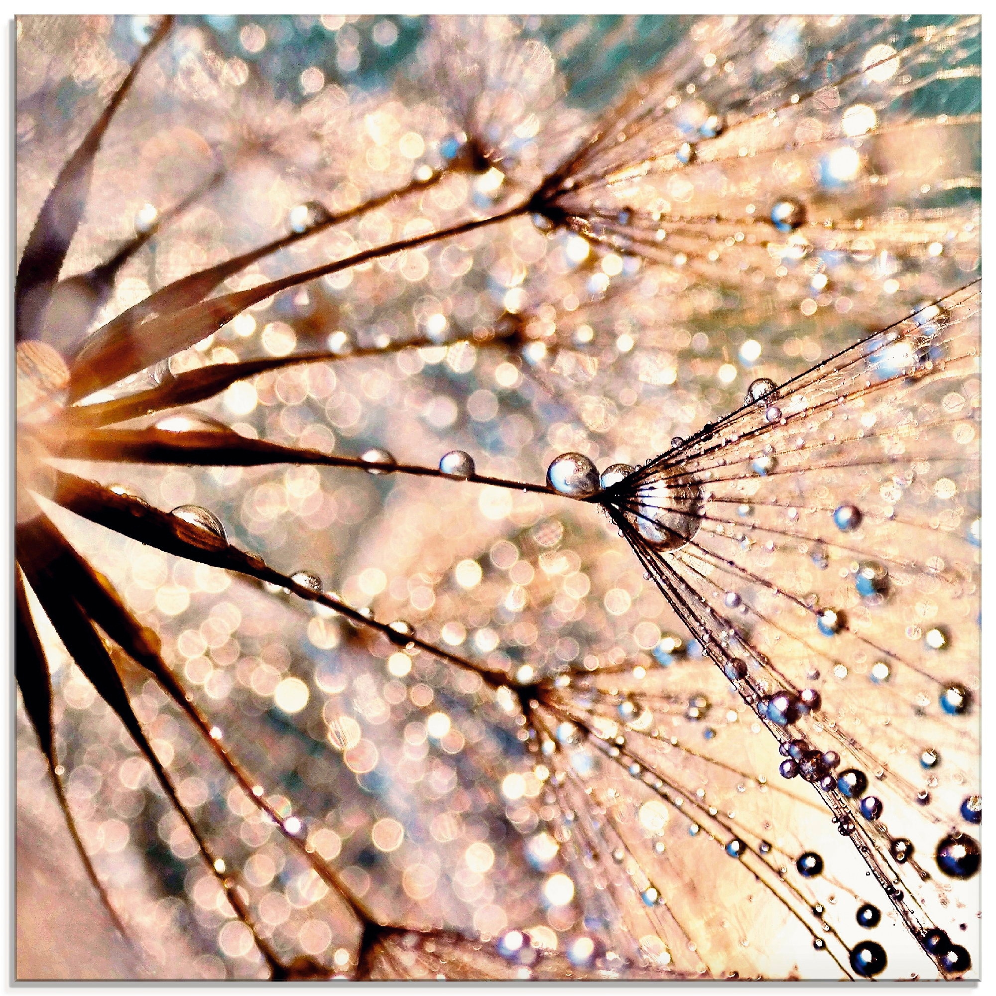 Image of Artland Glasbild "Pusteblume - Kisses from rain" Blumen 1 Stk. tlg. in verschiedenen Grössen