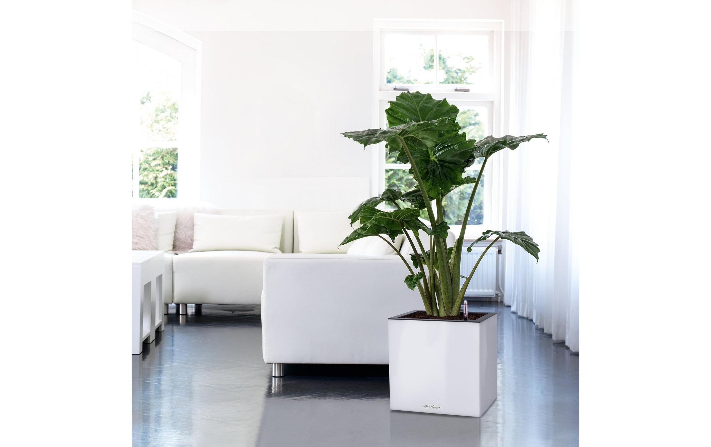   Bac à plantes »Lechuza CANTO Premium 40 low«