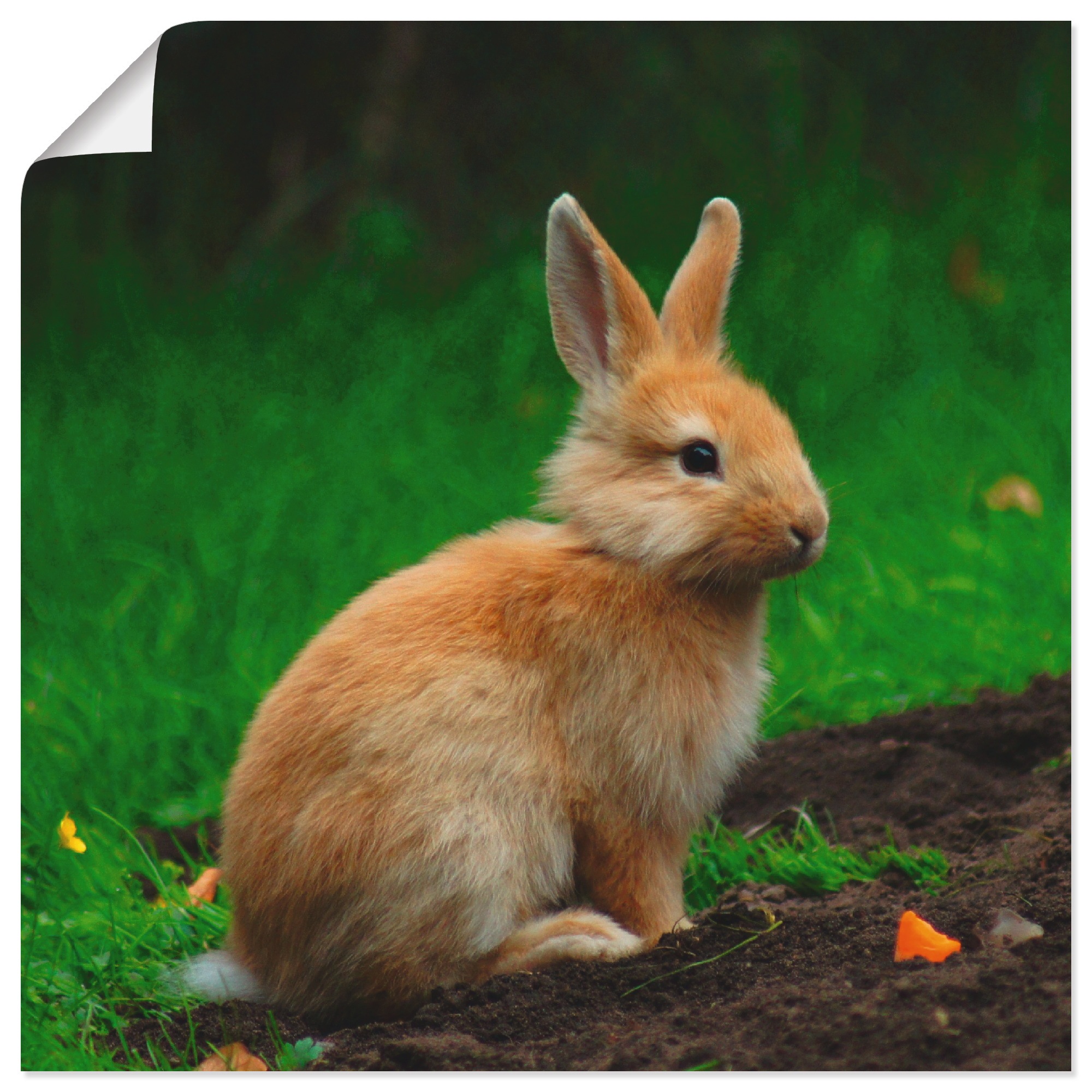 Image of Artland Wandbild »Zwergkaninchen im Grünen«, Wildtiere, (1 St.), in vielen Grössen & Produktarten - Alubild / Outdoorbild für den Aussenbereich, Leinwandbild, Poster, Wandaufkleber / Wandtattoo auch für Badezimmer geeignet bei Ackermann Versand Schweiz