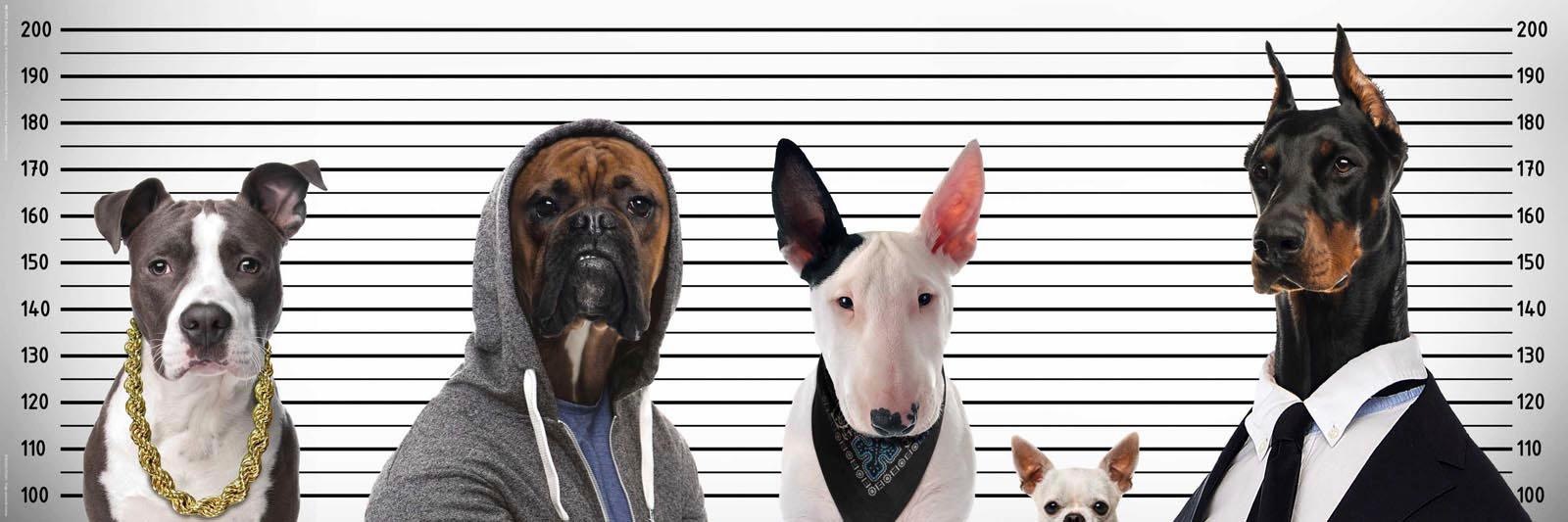 Image of Home affaire Deco-Panel »Most Wanted Dogs« bei Ackermann Versand Schweiz