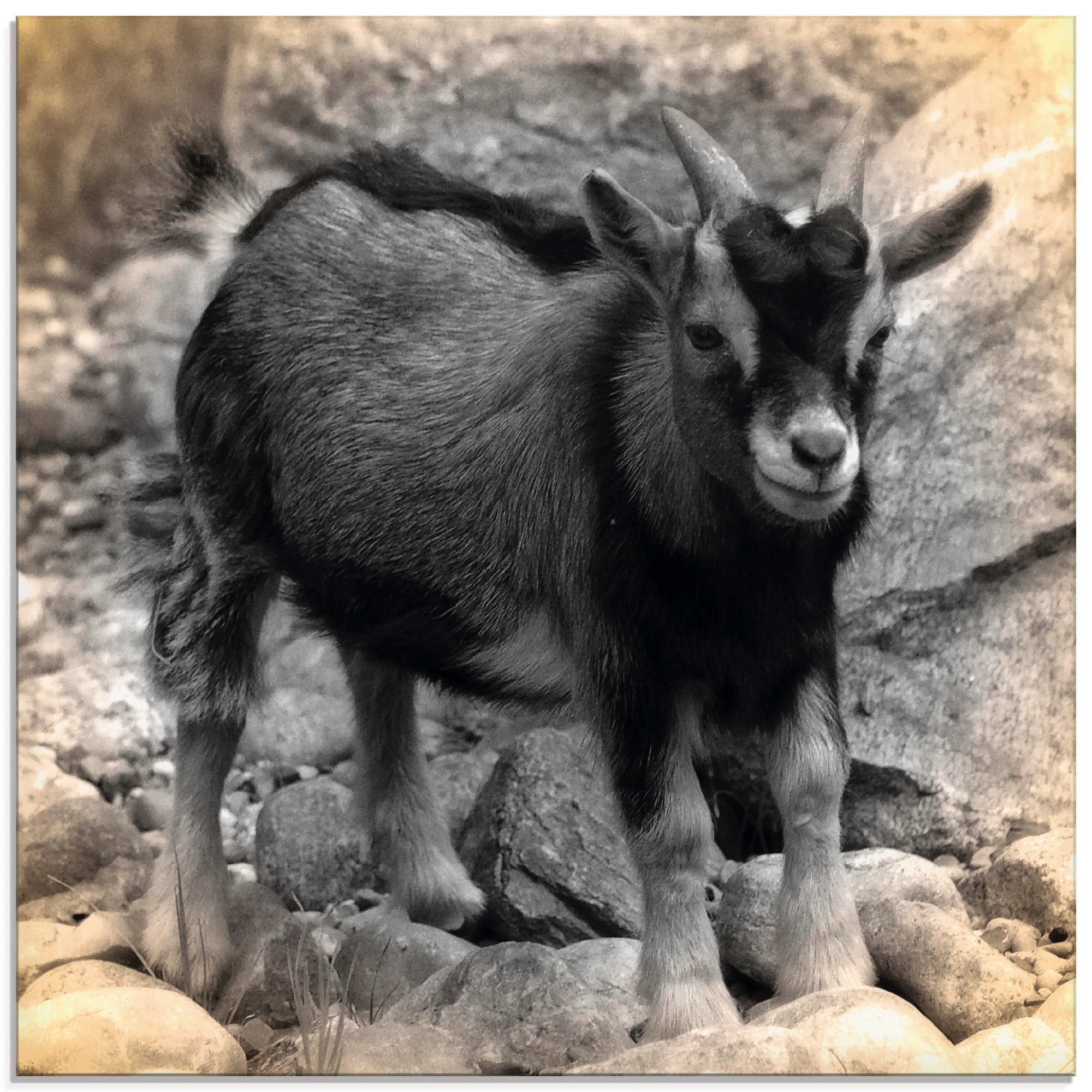 Image of Artland Glasbild »Zwergziegen Baby Kontakt«, Haustiere, (1 St.) bei Ackermann Versand Schweiz