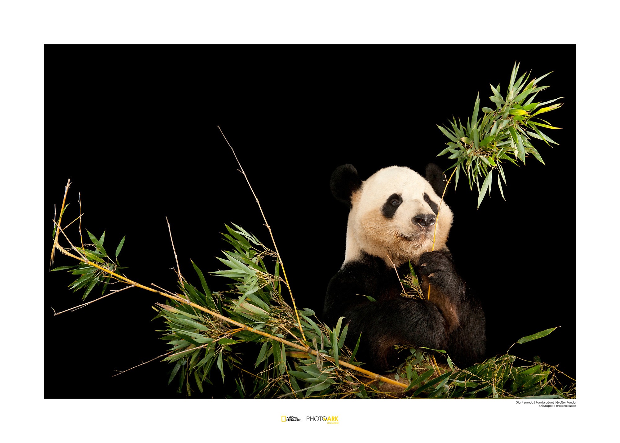 Image of Komar Poster »Giant Panda«, Tiere, Höhe: 40cm bei Ackermann Versand Schweiz