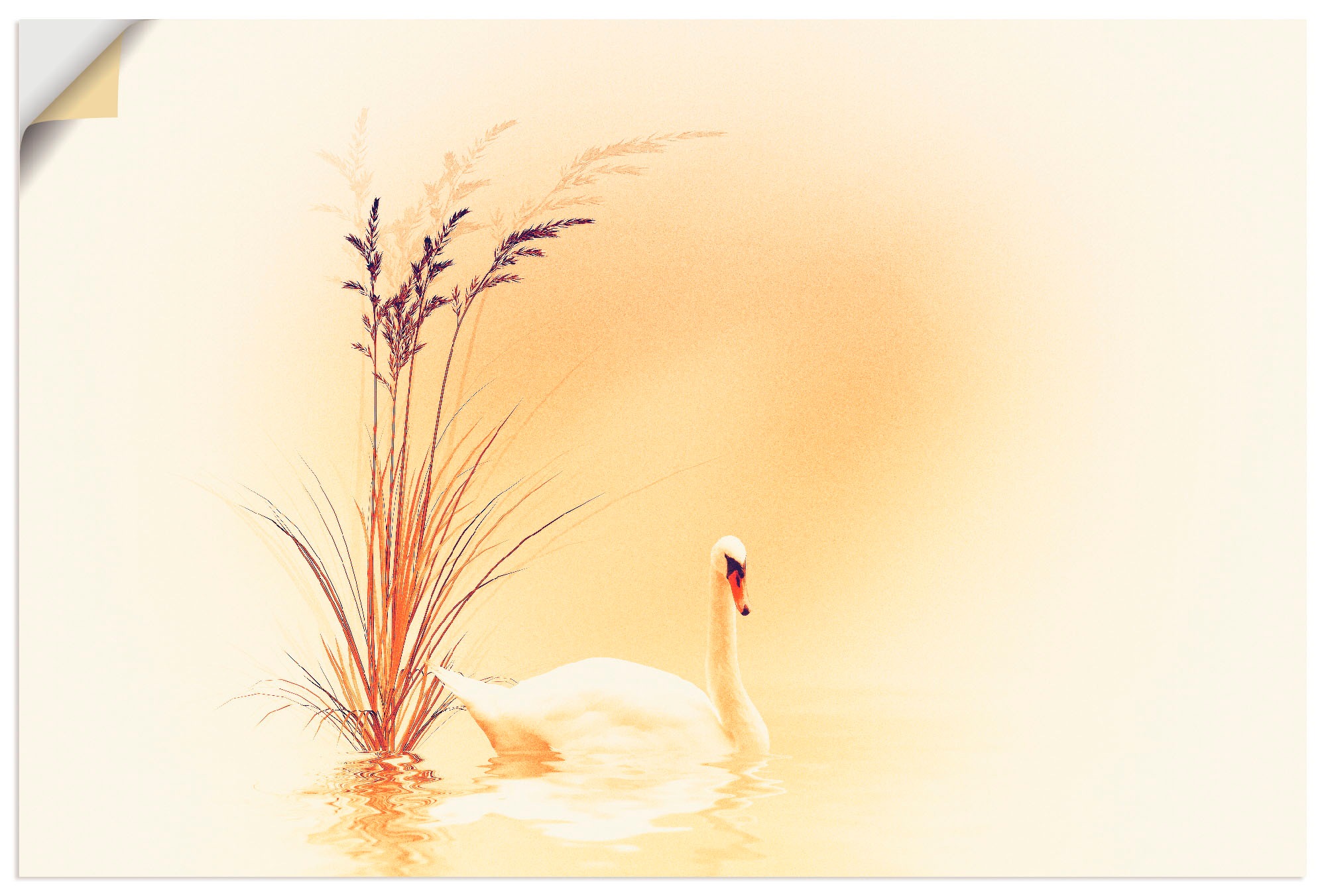 Image of Artland Wandbild »Weisser Schwan«, Vögel, (1 St.), in vielen Grössen & Produktarten - Alubild / Outdoorbild für den Aussenbereich, Leinwandbild, Poster, Wandaufkleber / Wandtattoo auch für Badezimmer geeignet bei Ackermann Versand Schweiz