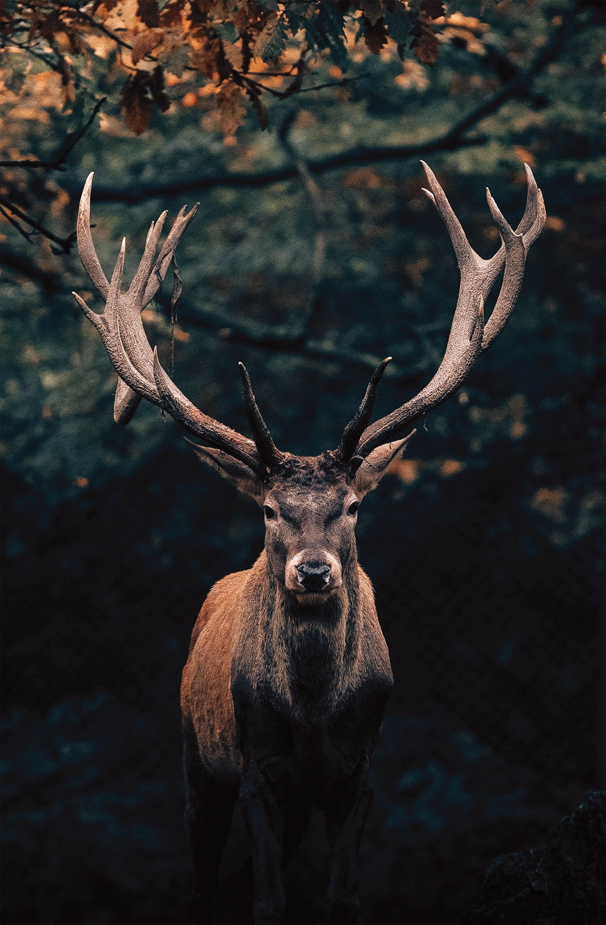 Image of Bönninghoff Leinwandbild "Wandbild HIRSCH IM WALD 78x118 cm – Leinwandbild Keilrahmen Deko" Hirsch 1 Stk. tlg. auf Keilrahmen gespannt