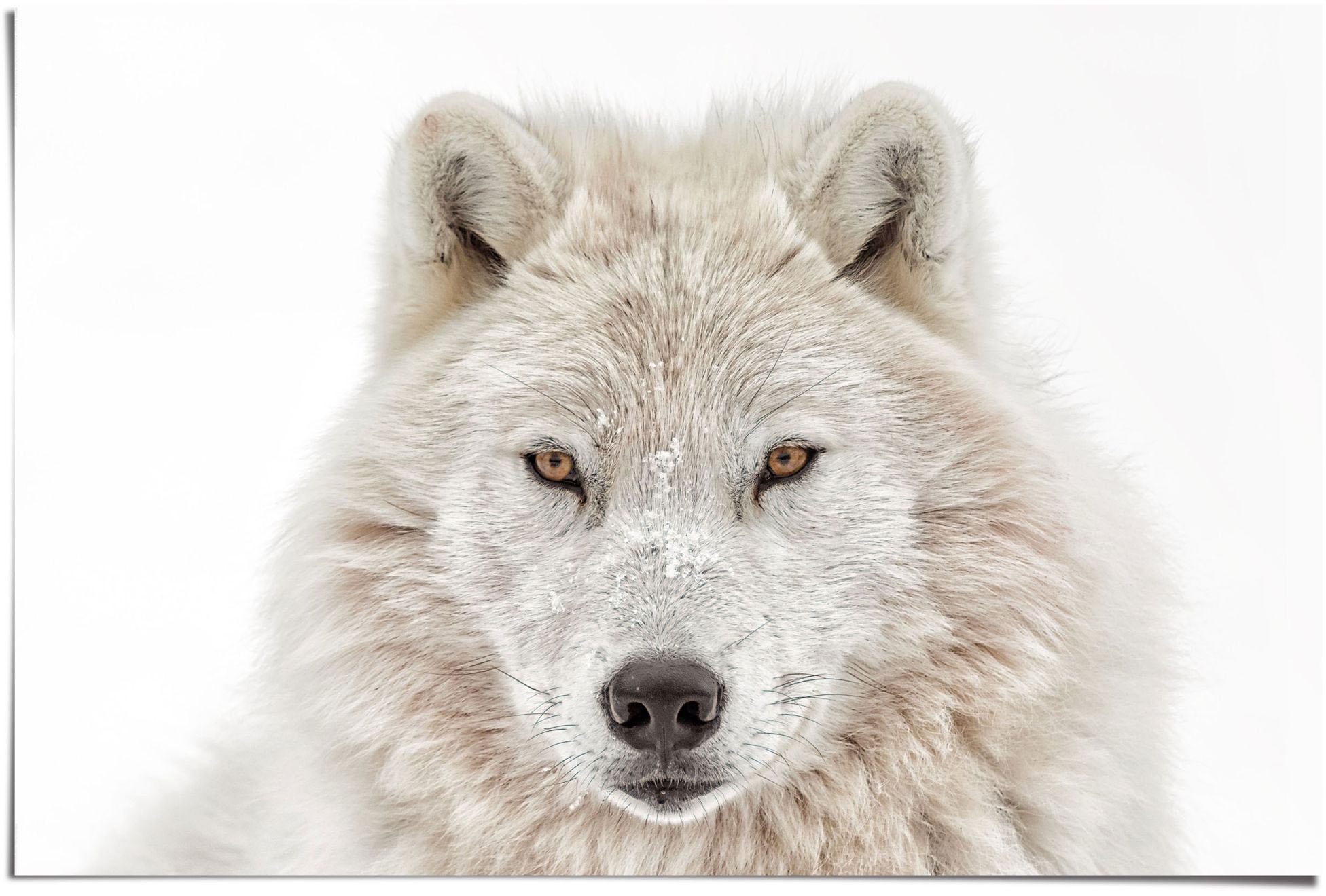 Image of Reinders Poster "Weisser Wolf" 1 Stk. tlg.
