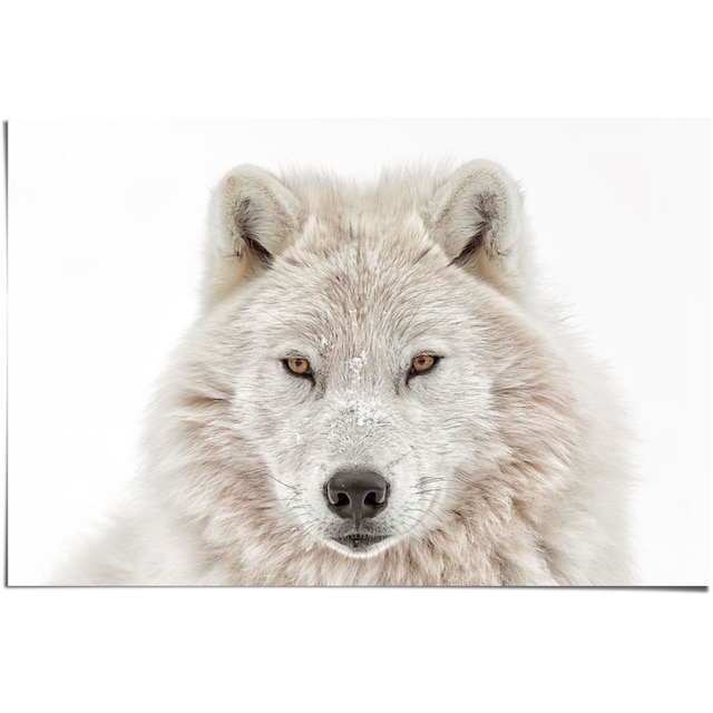 ♕ Reinders! Poster »Weisser Wolf«, (1 St.) versandkostenfrei auf