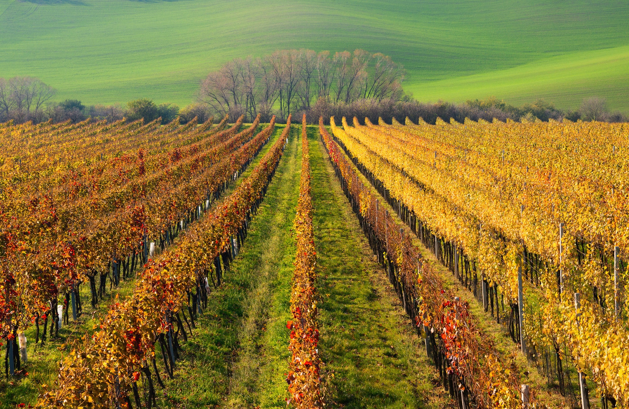 Image of Papermoon Fototapete "WEIN-BERG-HERBST REBEN ABSTRAKT FARBIG FELD WIESE BÄUME"