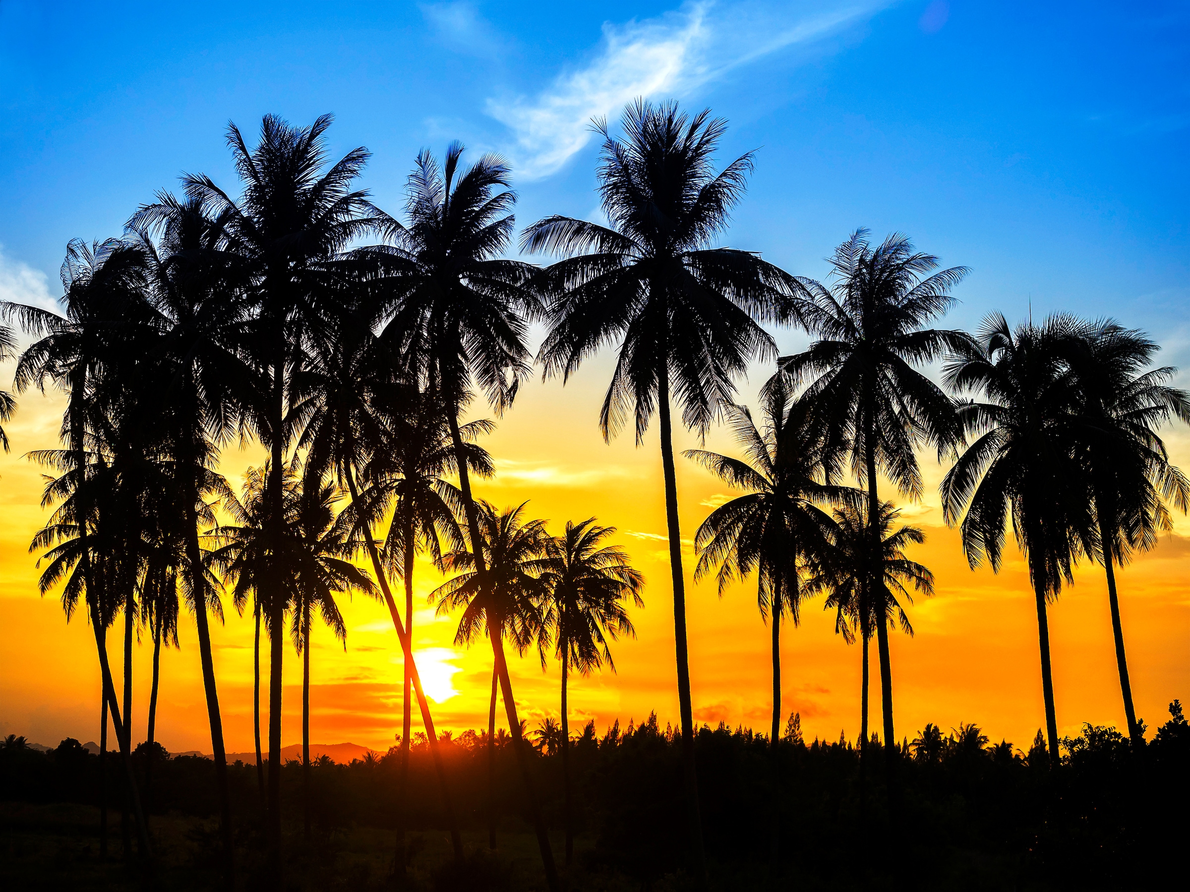 Image of Papermoon Fototapete »Coconut Palm Trees«, matt, BlueBack, 7 Bahnen, 350 x 260 cm bei Ackermann Versand Schweiz