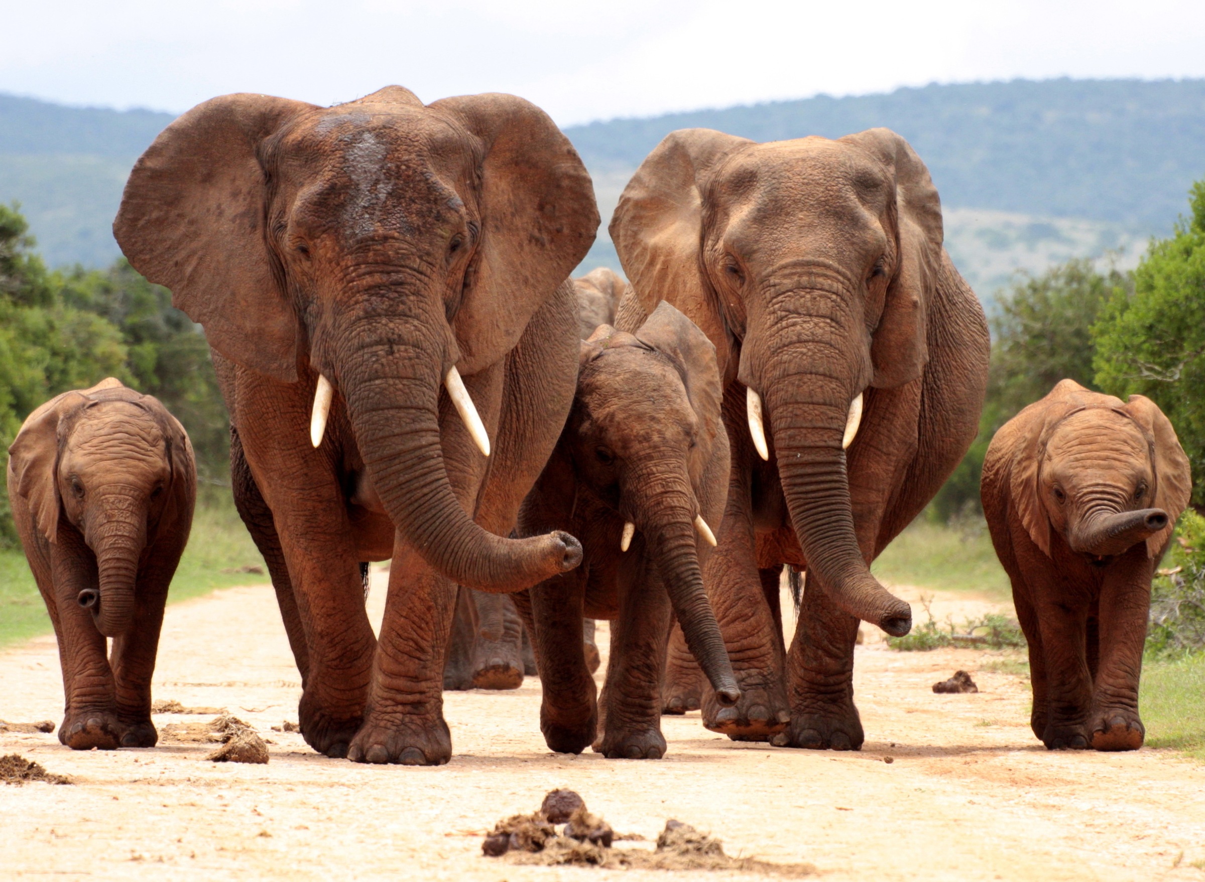 Image of Papermoon Fototapete "African Elephant Herd" glatt