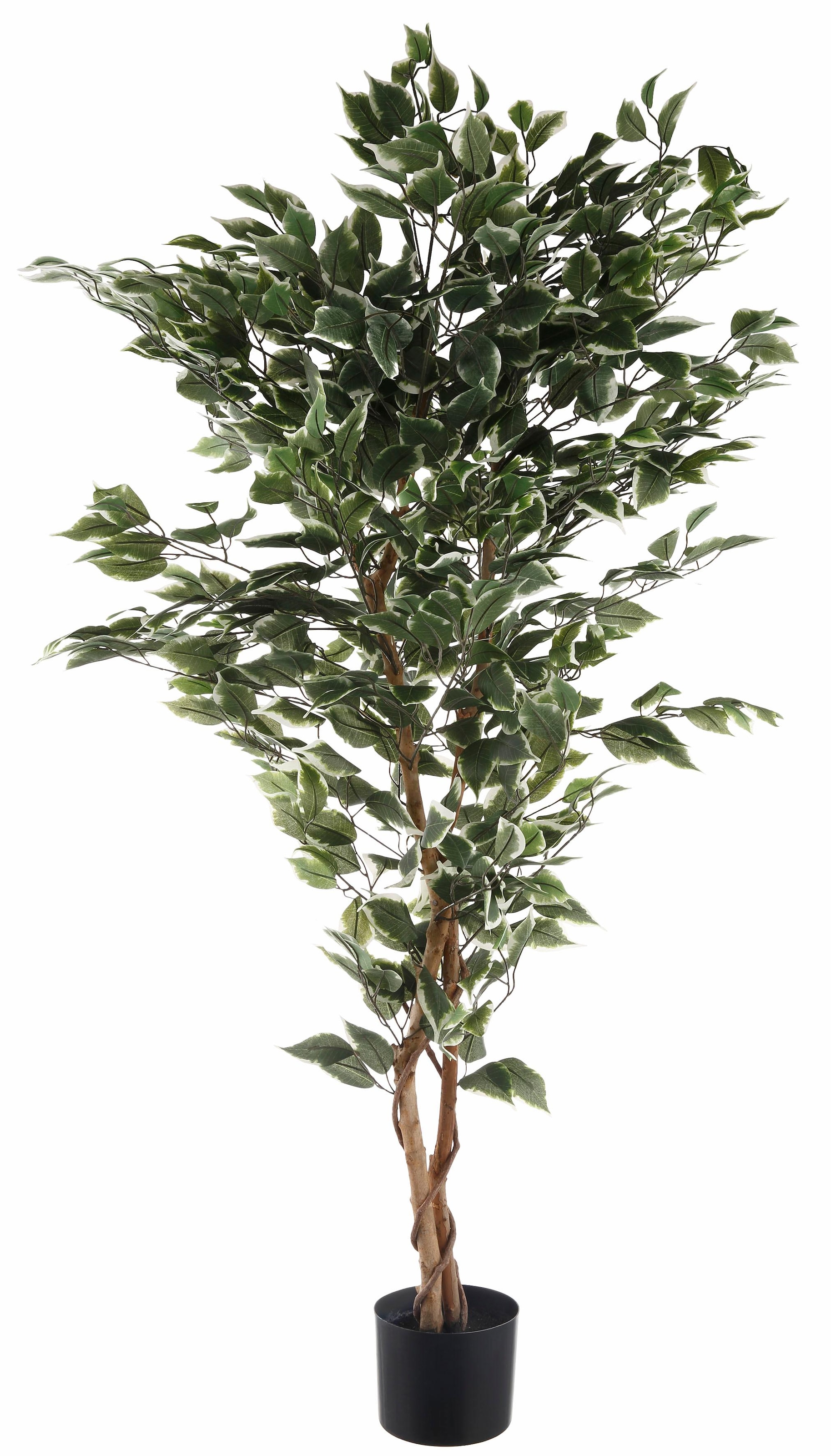 Creativ green Kunstpflanze »Ficus Benjamini«