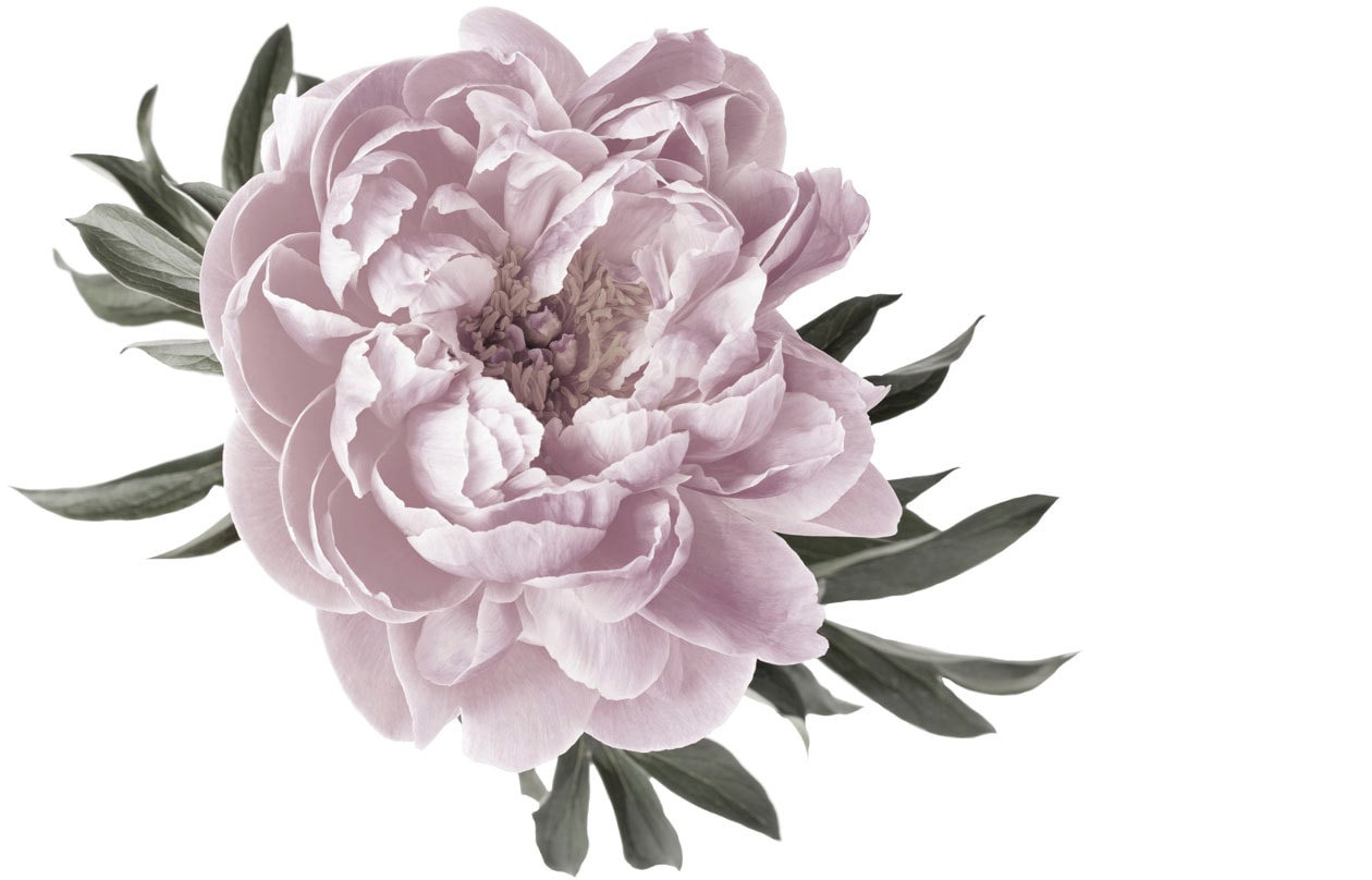 Image of queence Wandtattoo "Amelie" Wandbild, Sticker, rosa, Blume, Blüte, selbstklebend