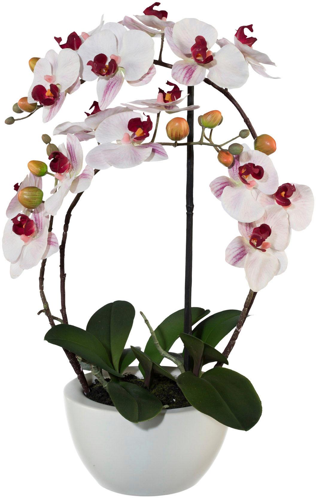 Creativ green »Phalaenopsis« Kunstorchidee kaufen