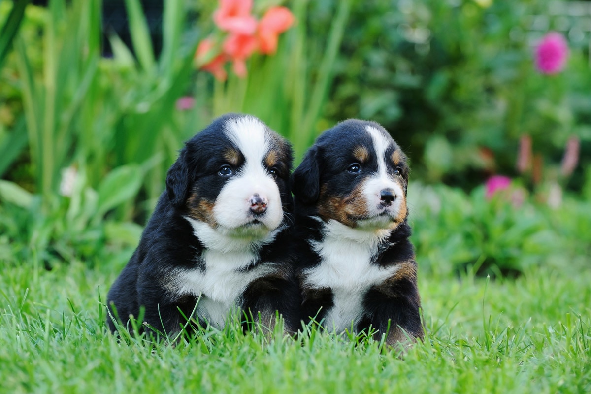 Image of Papermoon "Berner Sennenhunde"