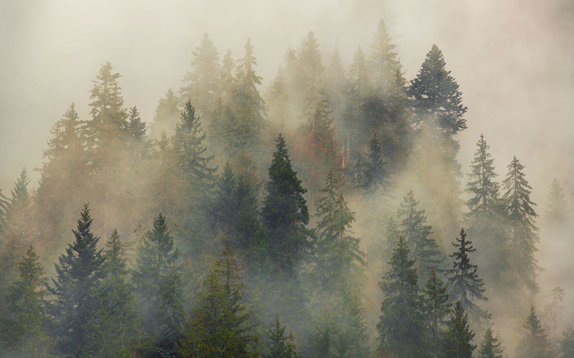 Komar Fototapete »Vlies Fototapete - Mystical Firs - Grösse 400 x 250 cm« Motiv | bedruckt glatt