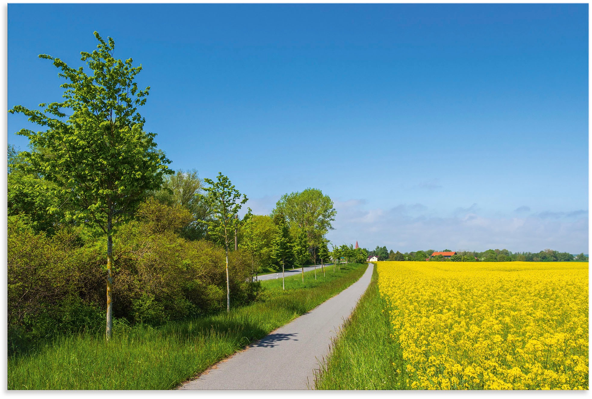 Image of Artland Wandbild »Rapsfeld, Radweg, Strasse bei Parkentin«, Felder, (1 St.), in vielen Grössen & Produktarten - Alubild / Outdoorbild für den Aussenbereich, Leinwandbild, Poster, Wandaufkleber / Wandtattoo auch für Badezimmer geeignet bei Ackermann Versan