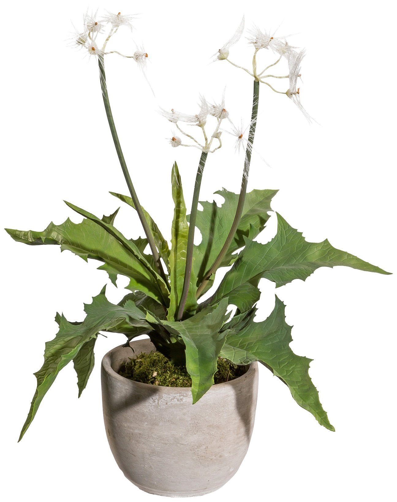 Image of Creativ green Kunstpflanze »Pusteblumenbusch«, (1 St.), im Zementtopf bei Ackermann Versand Schweiz