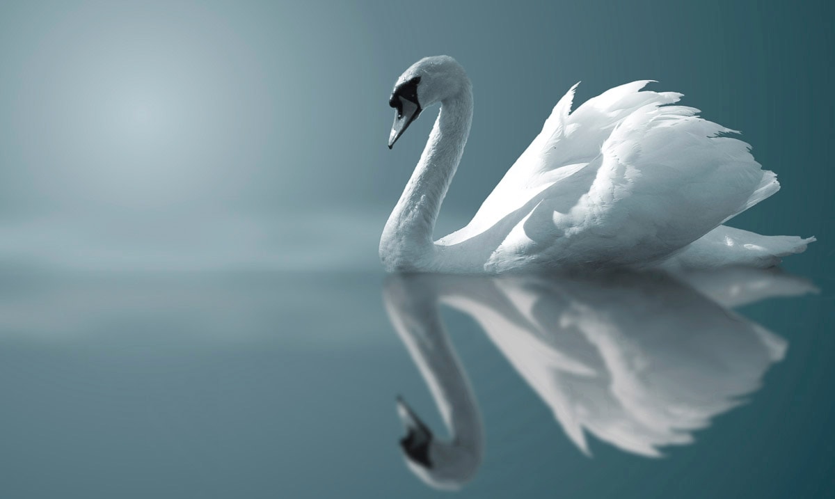 Image of Papermoon Fototapete "Schwan im Wasser"